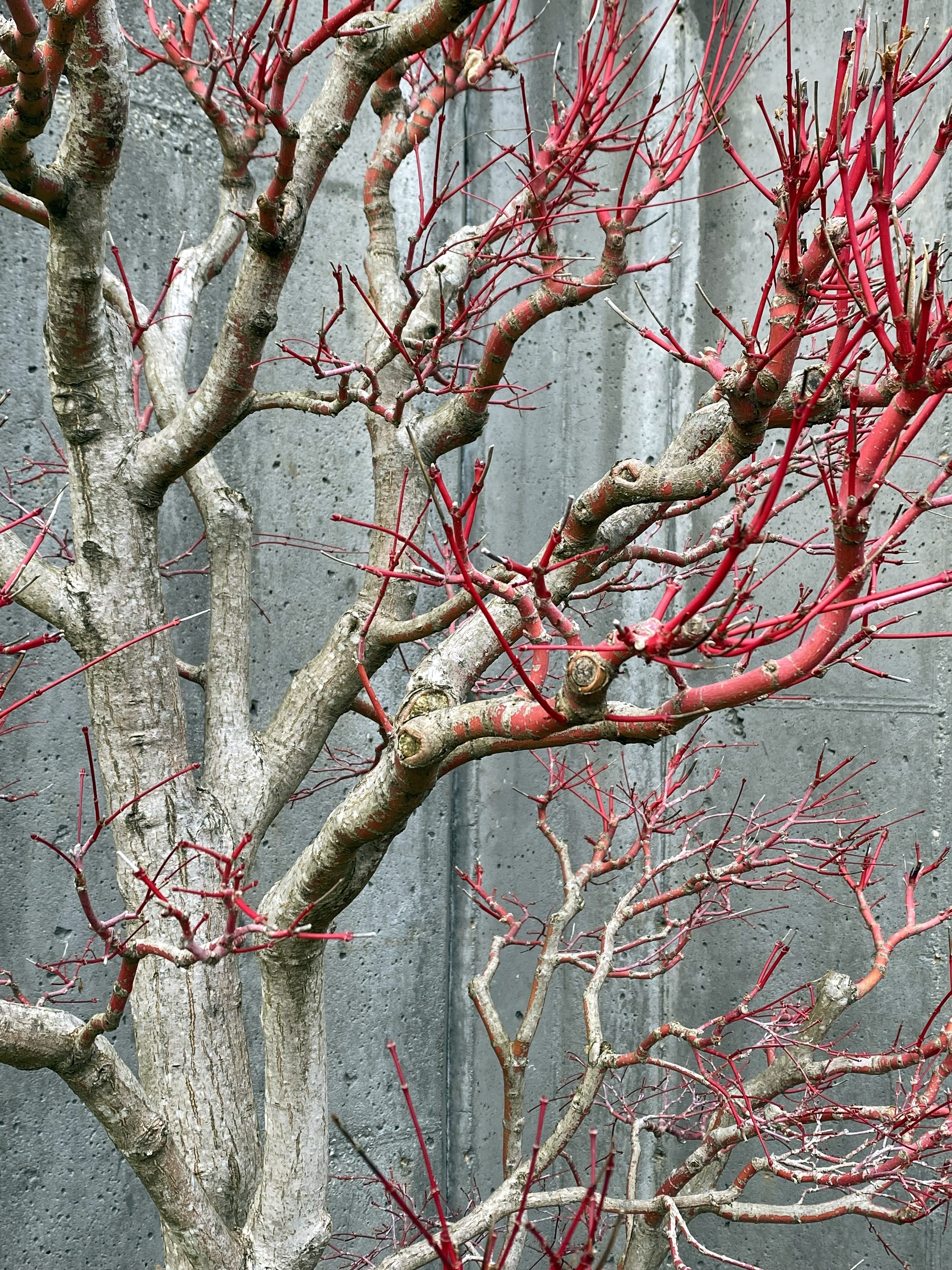 Tree with bare, twisty, fuschia branches.