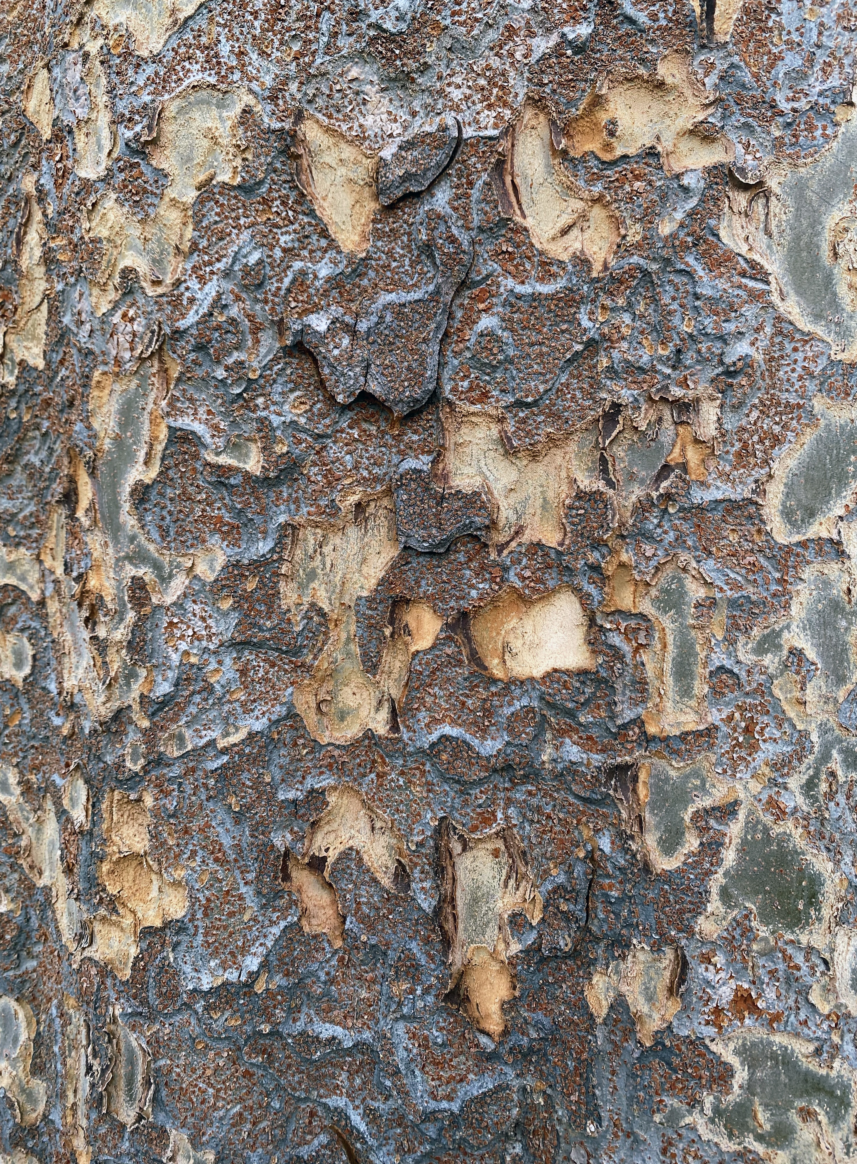 Close-up shot of multi-toned tree bark that is peeling off in a pattern that resembles lace.