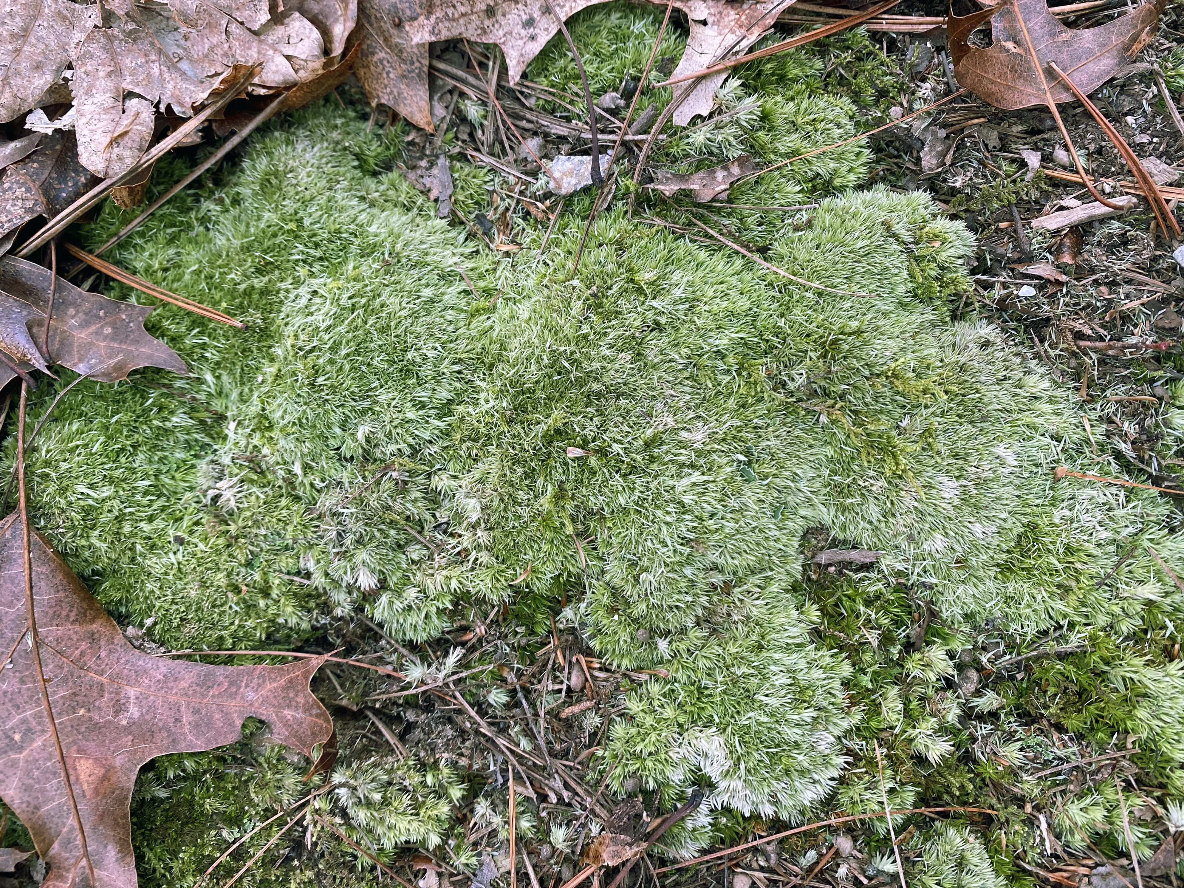 Short, smooth, green moss.