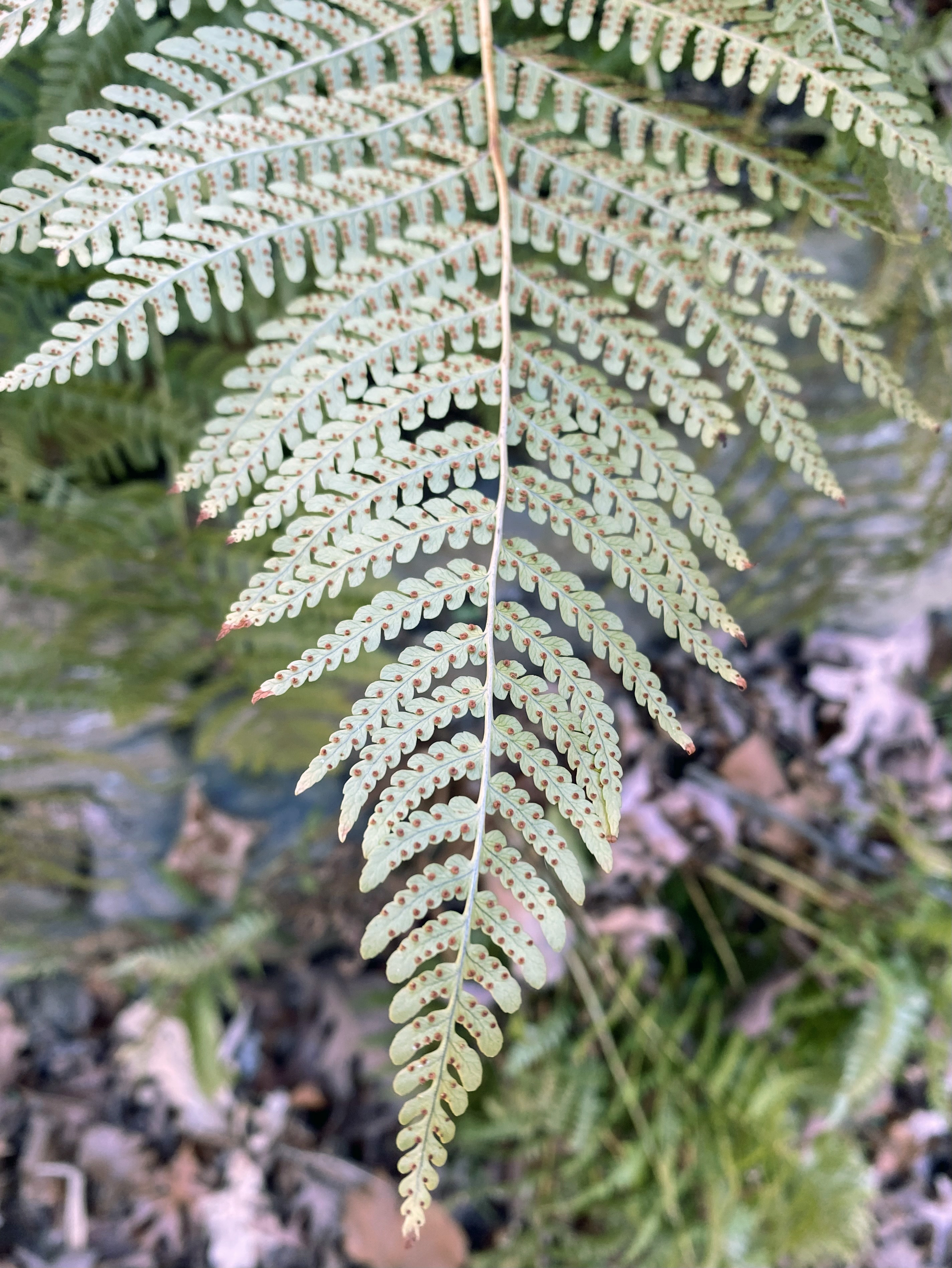 Close-up shot of the underside of a fern.