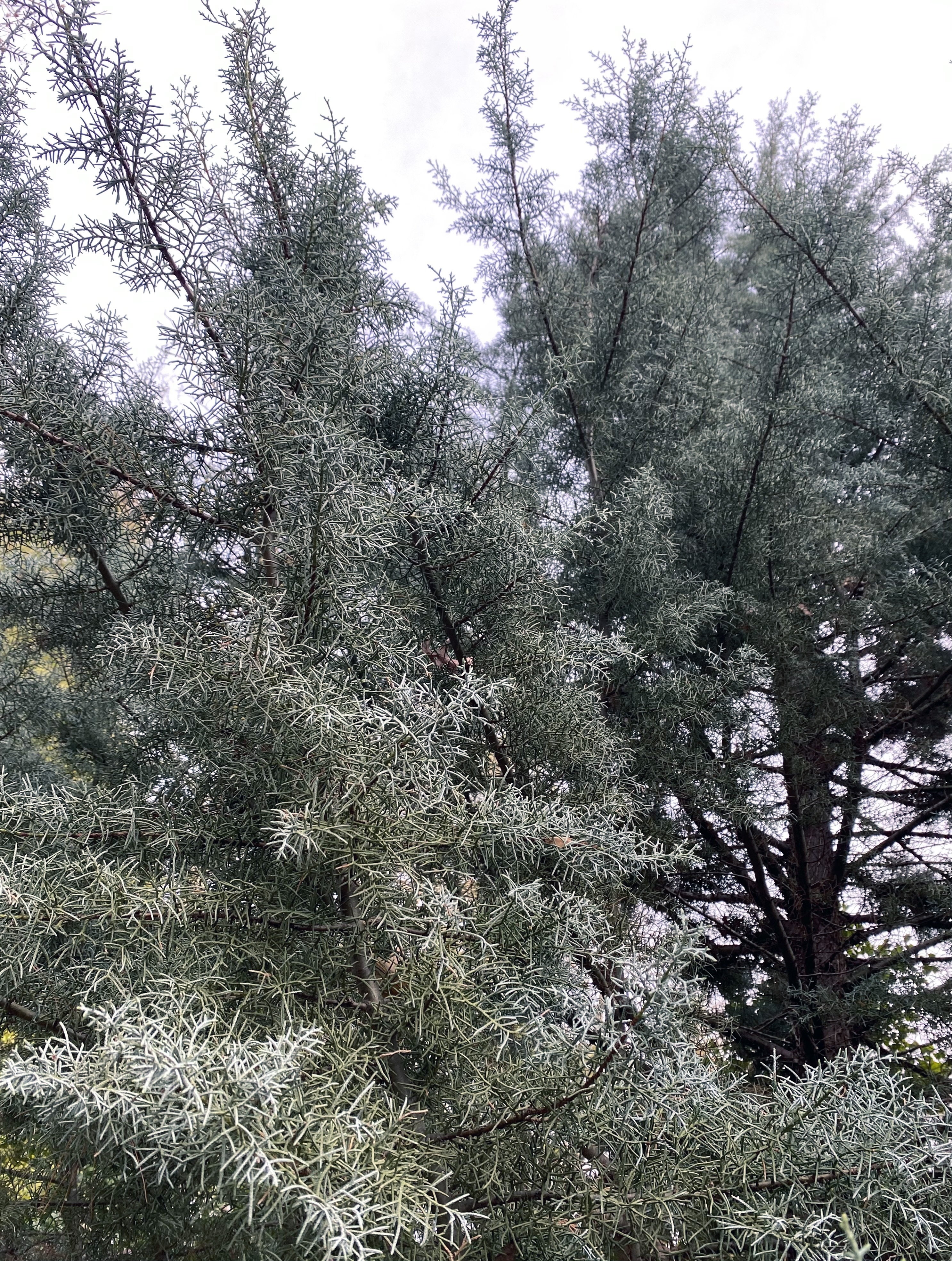 Upward shot of a coniferous tree with cool-toned, grey/green needles.