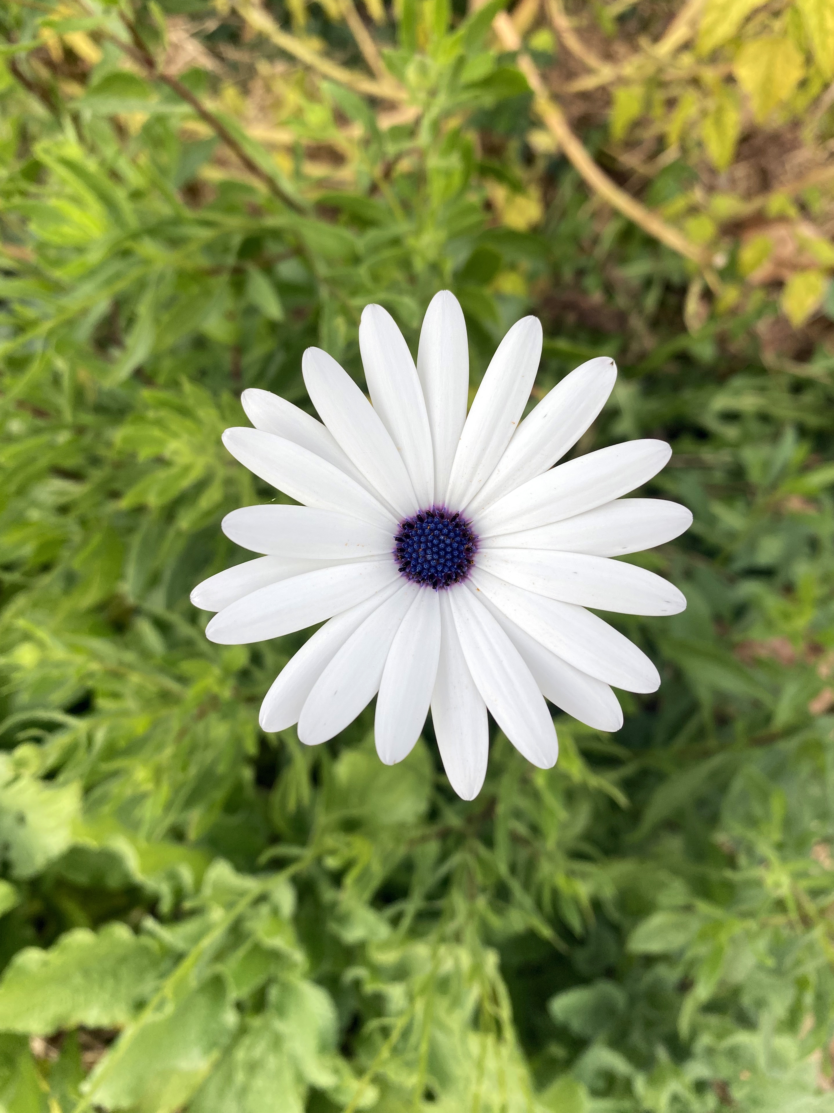 Singular flower with white petals and a purple center.