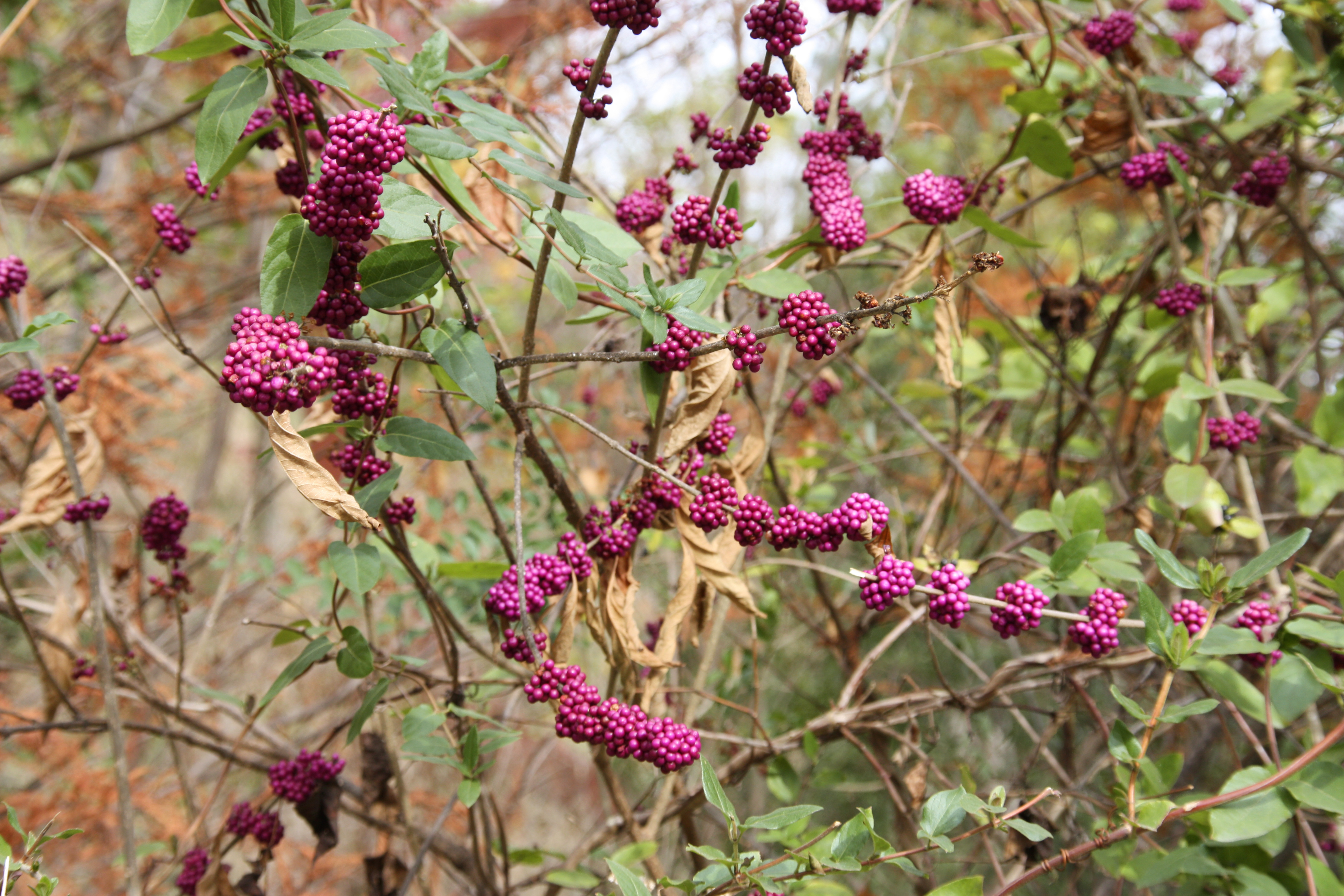 Shrub with small green leaves and bright purple berries.