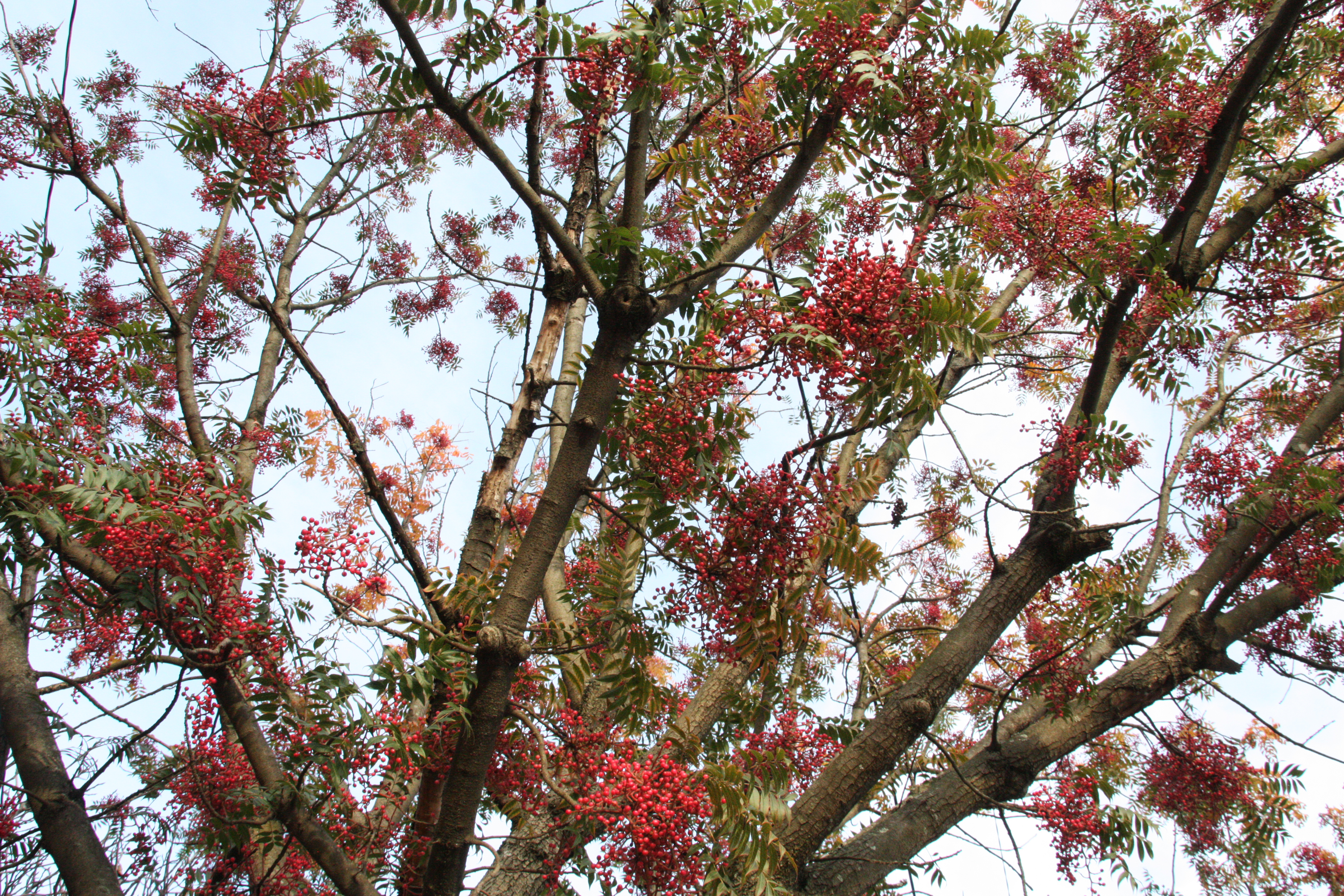 A medium-sized tree with bright red berries and green, feather-like leaves.