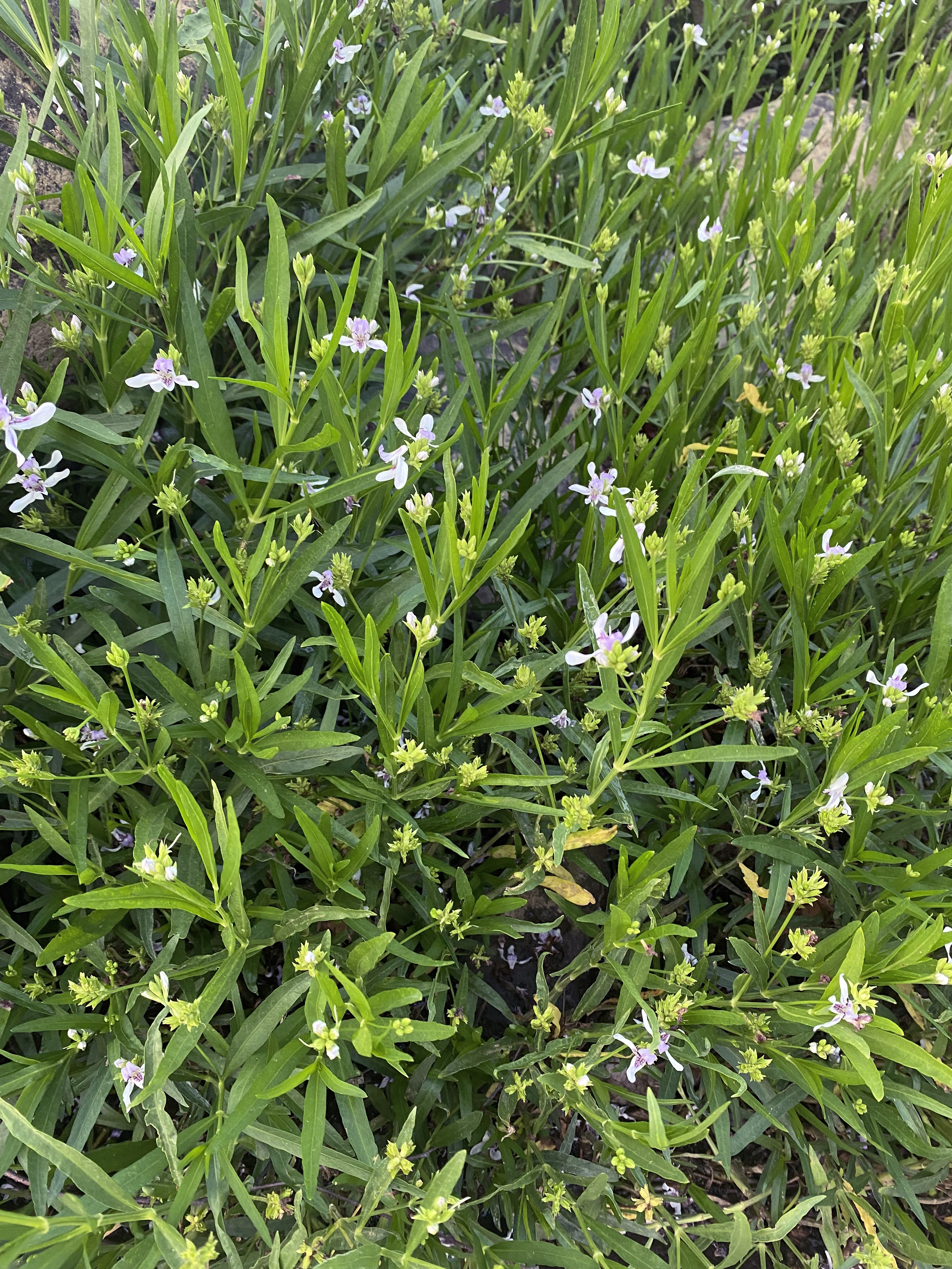 A spread of the same green, aquatic, grassy plant. It has small, light purple flowers.