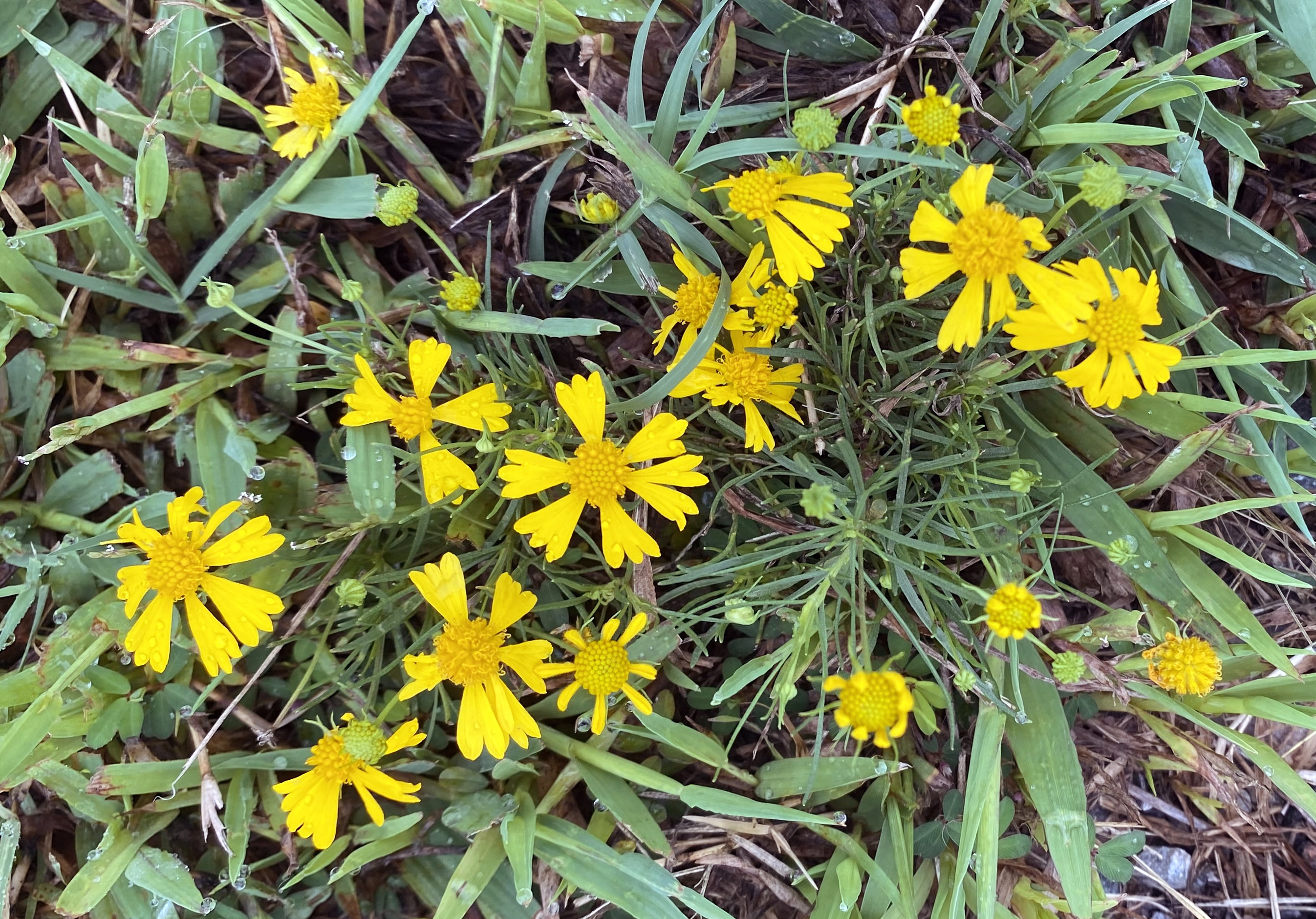 Small, bright yellow wildflowers amongst a bed of green grass.