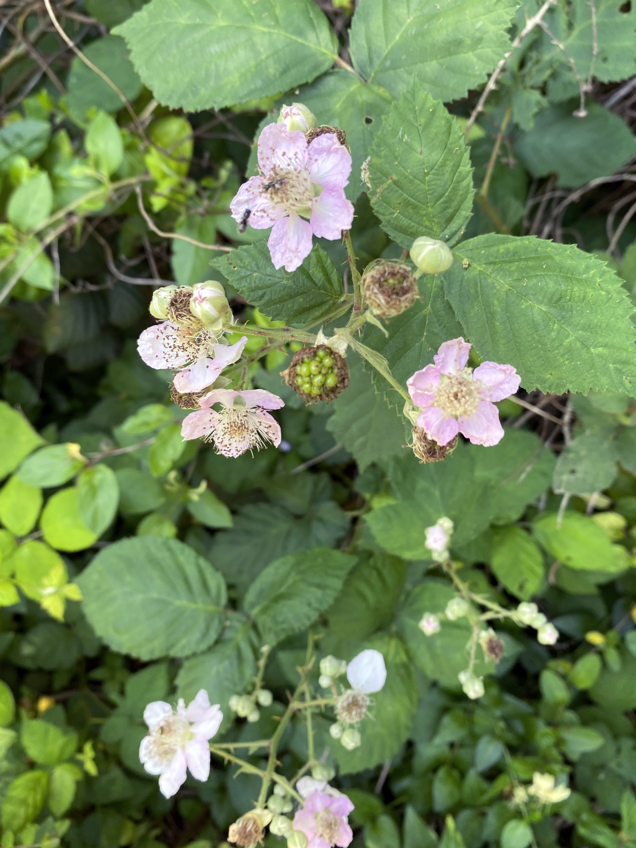 Bush with green leaves, small, pale pink flowers, and a  green, ripening blackberry.