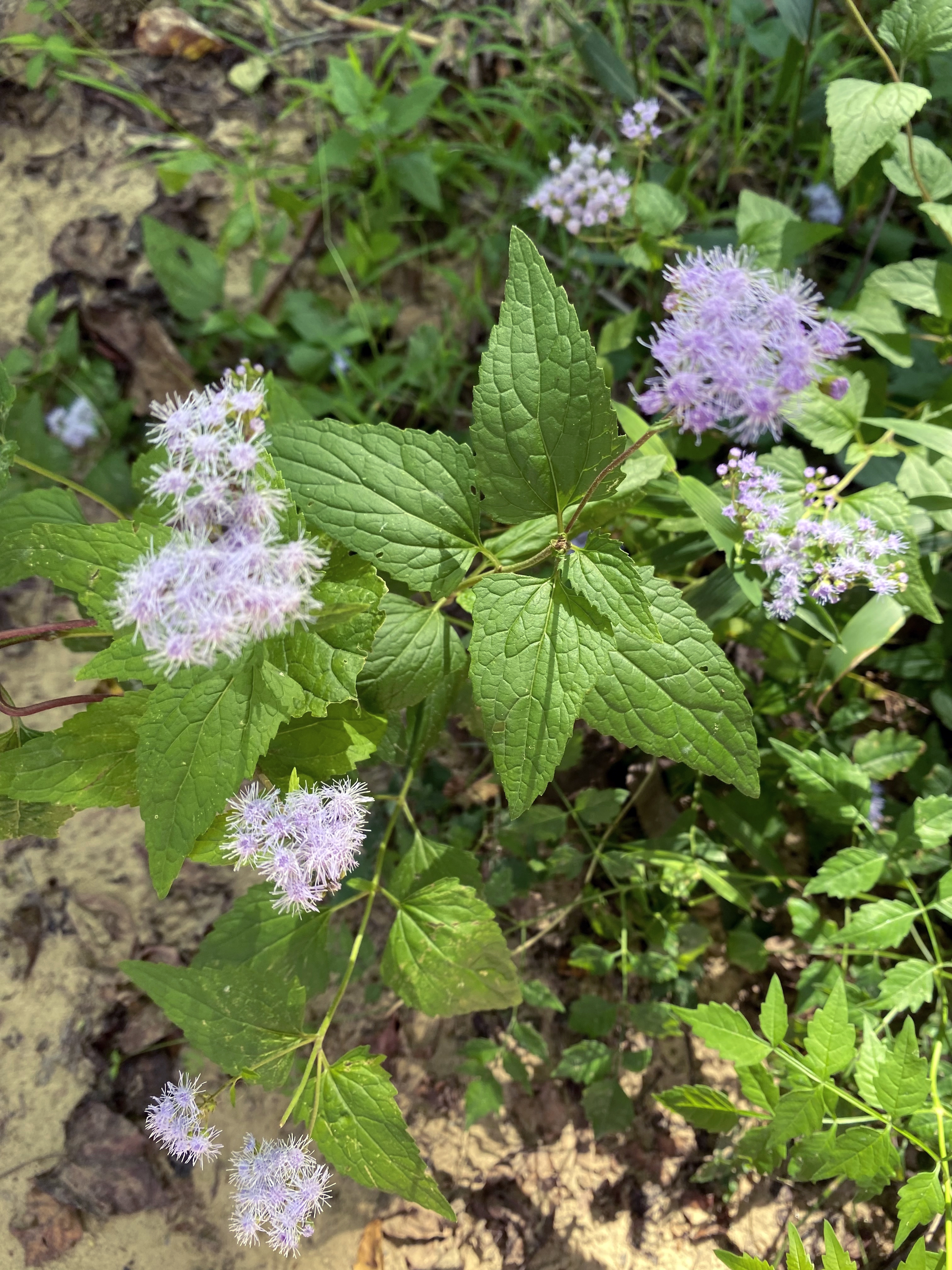 Small group of light,purple flowers with triangular, green leaves on the stems.