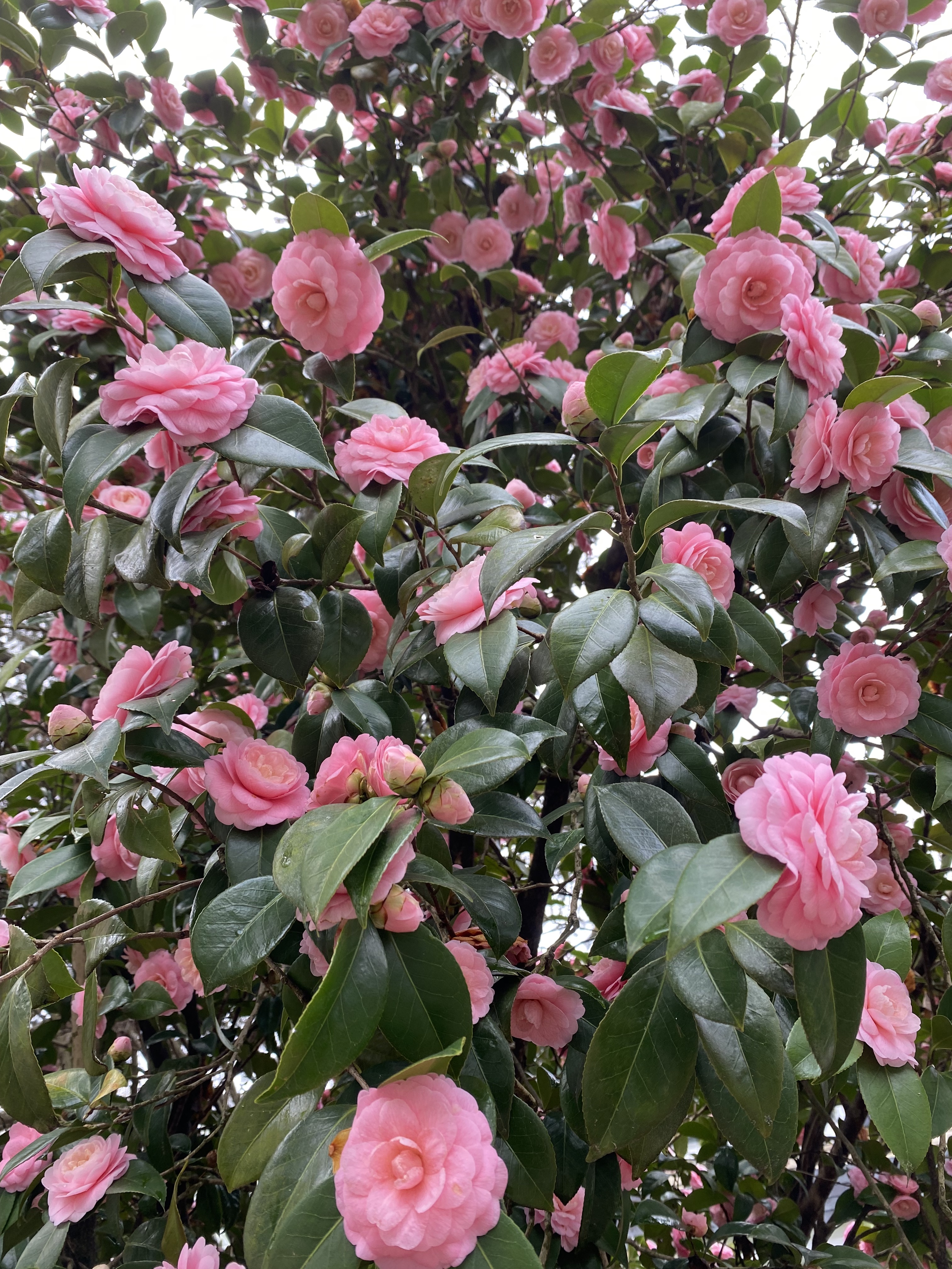 Small tree with dark green, waxy leaves and big, bright pink flowers.