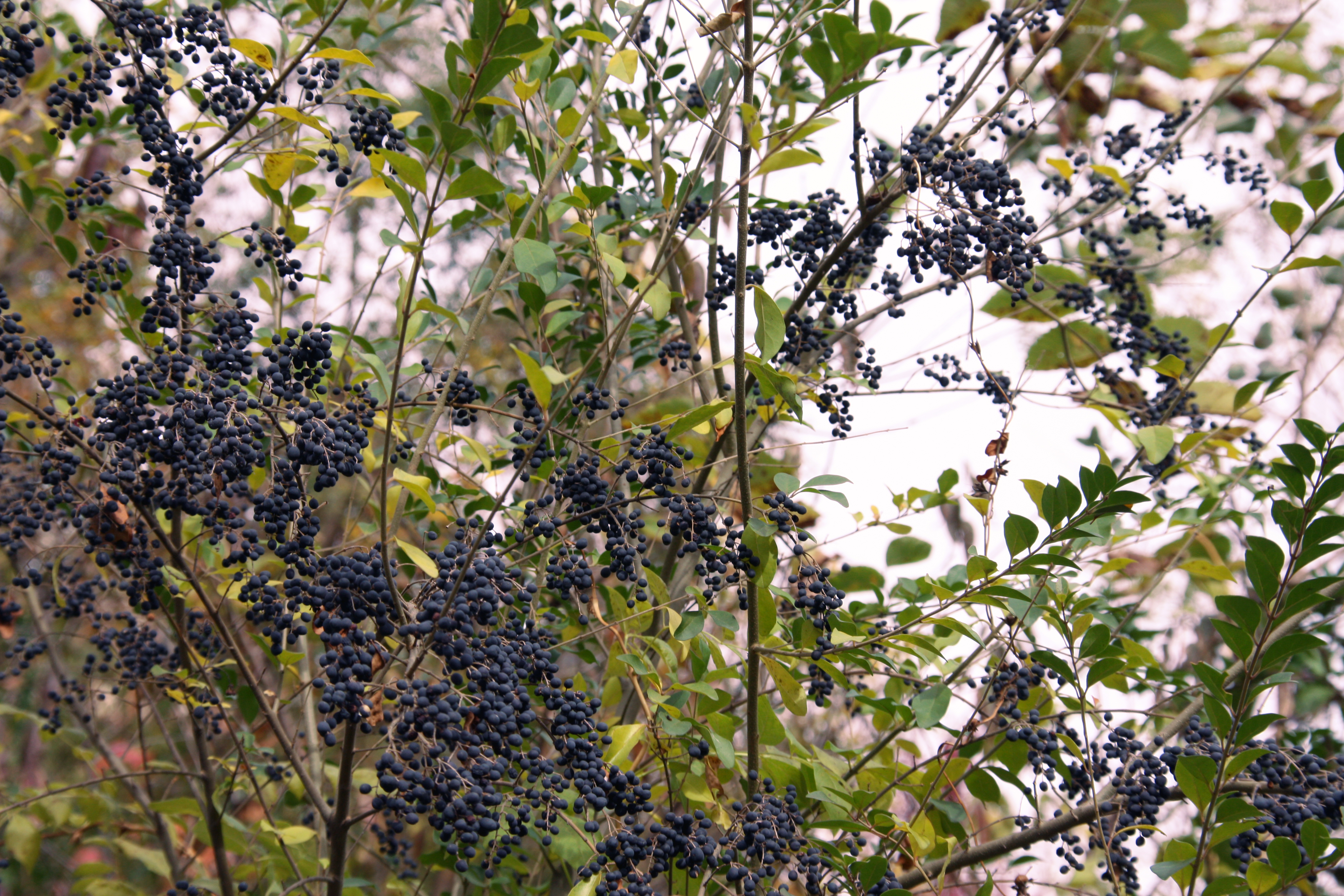 Tree with thin branches, small dark green waxy leaves and many dark blue berries growing in clusters.