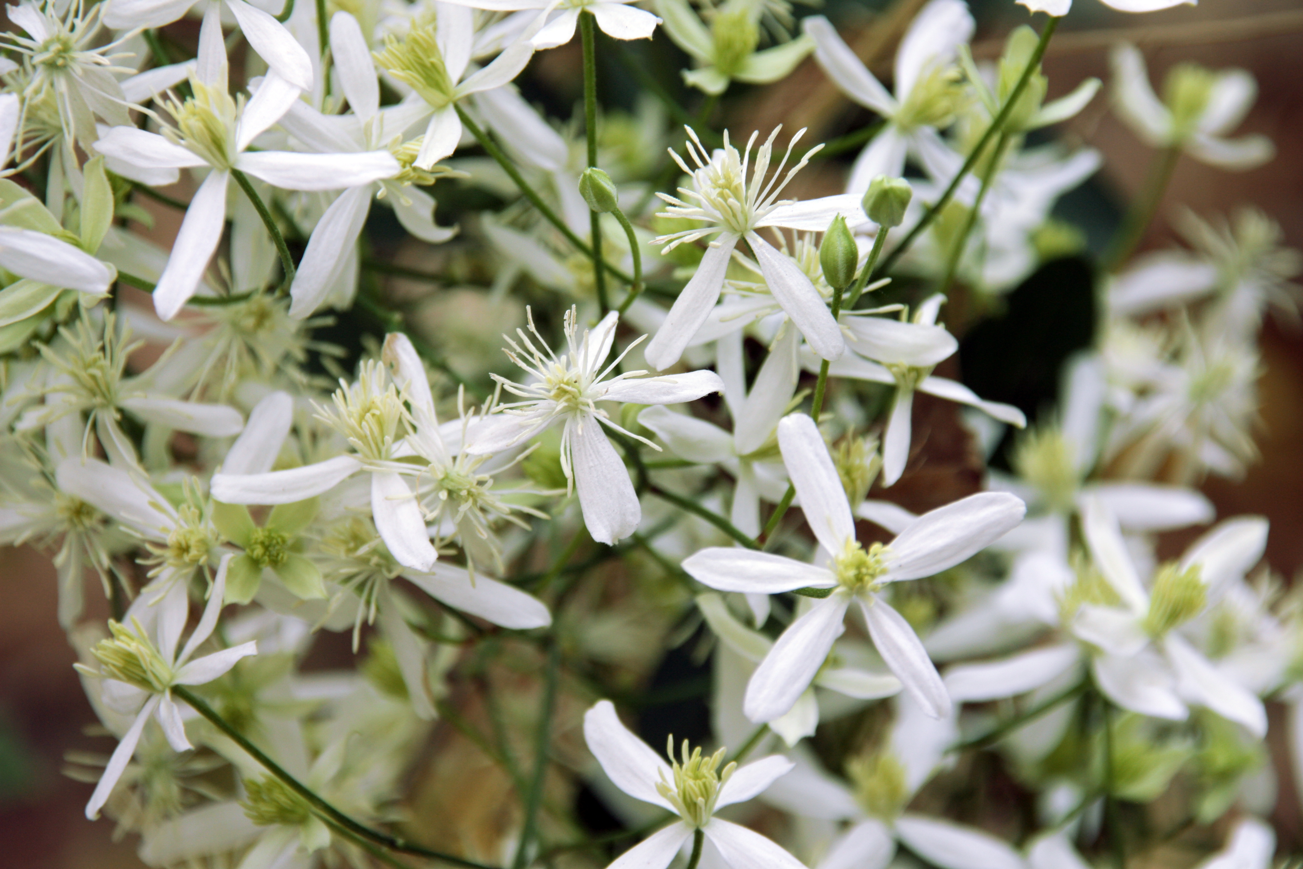 Many small, delicate white flowers grow on a thin vine.