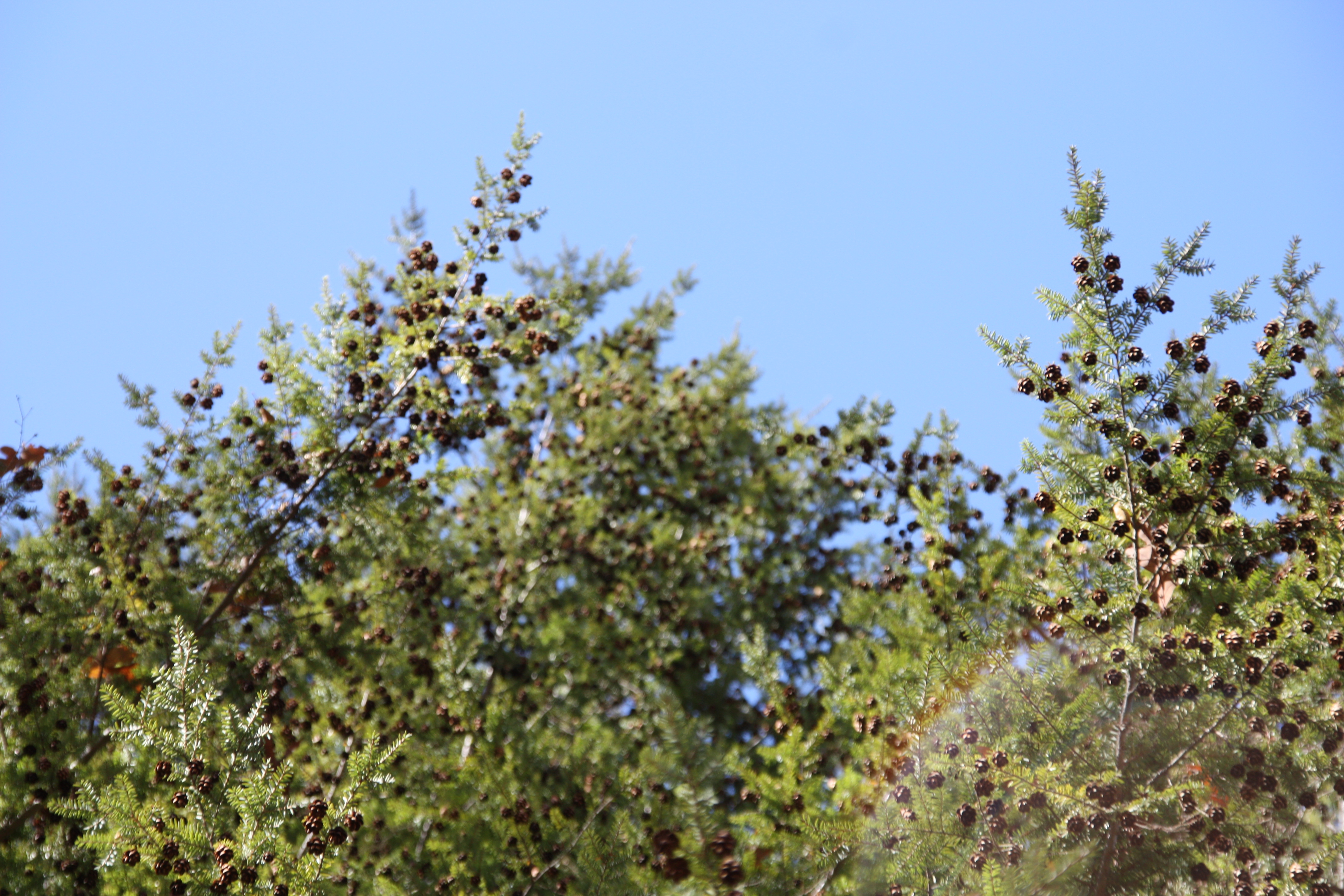 Upward shot of a pine tree with tiny pinecones.