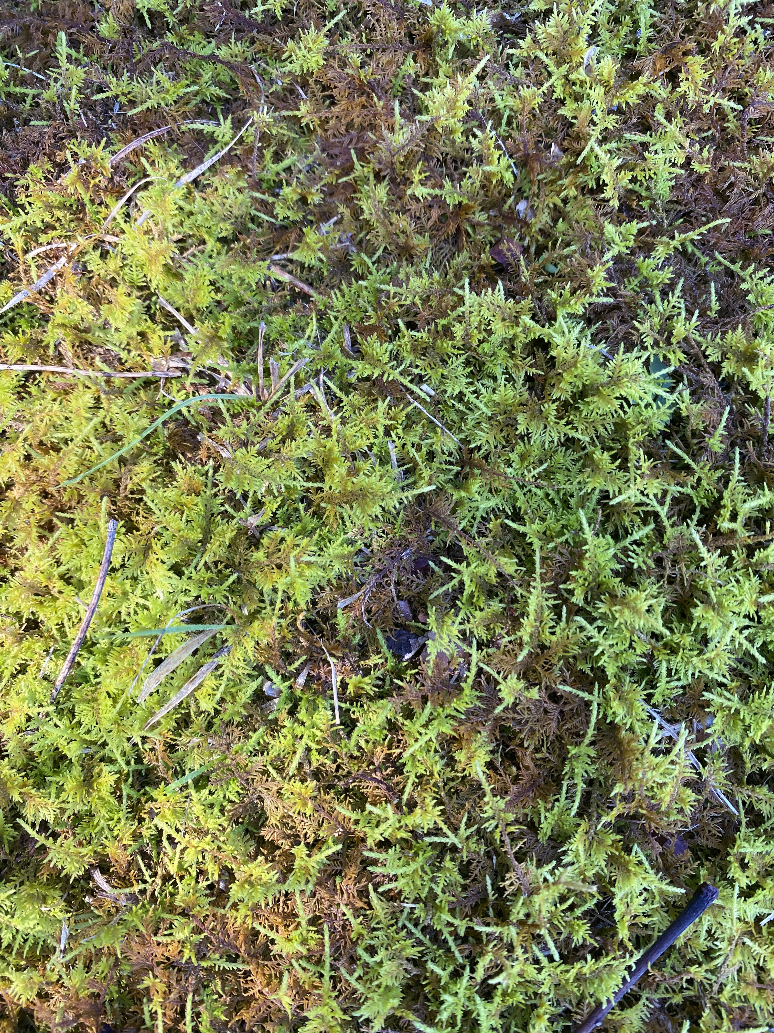 Close-up shot of green fern moss.