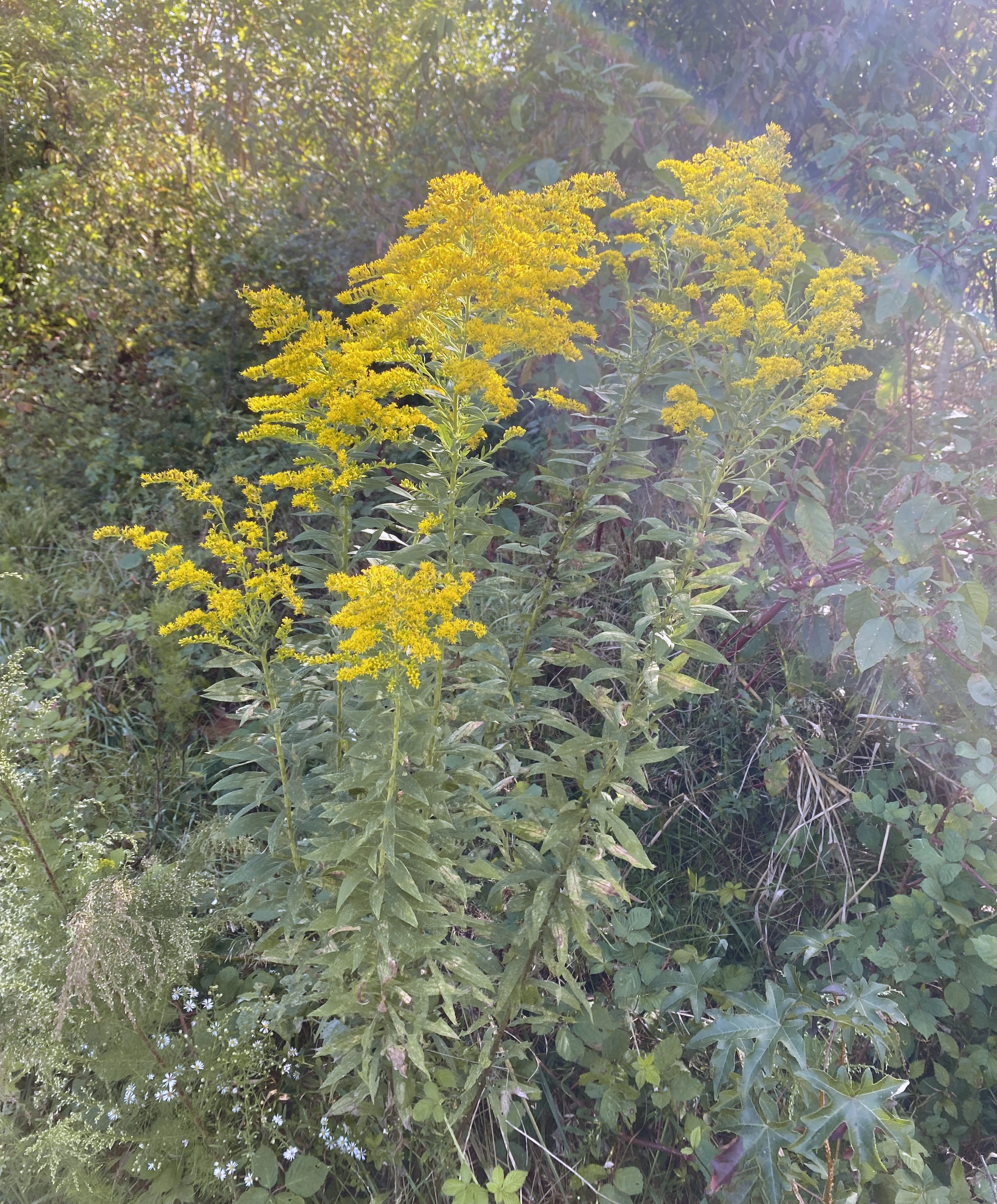 A group of bright yellow flowers, standing several feet tall.