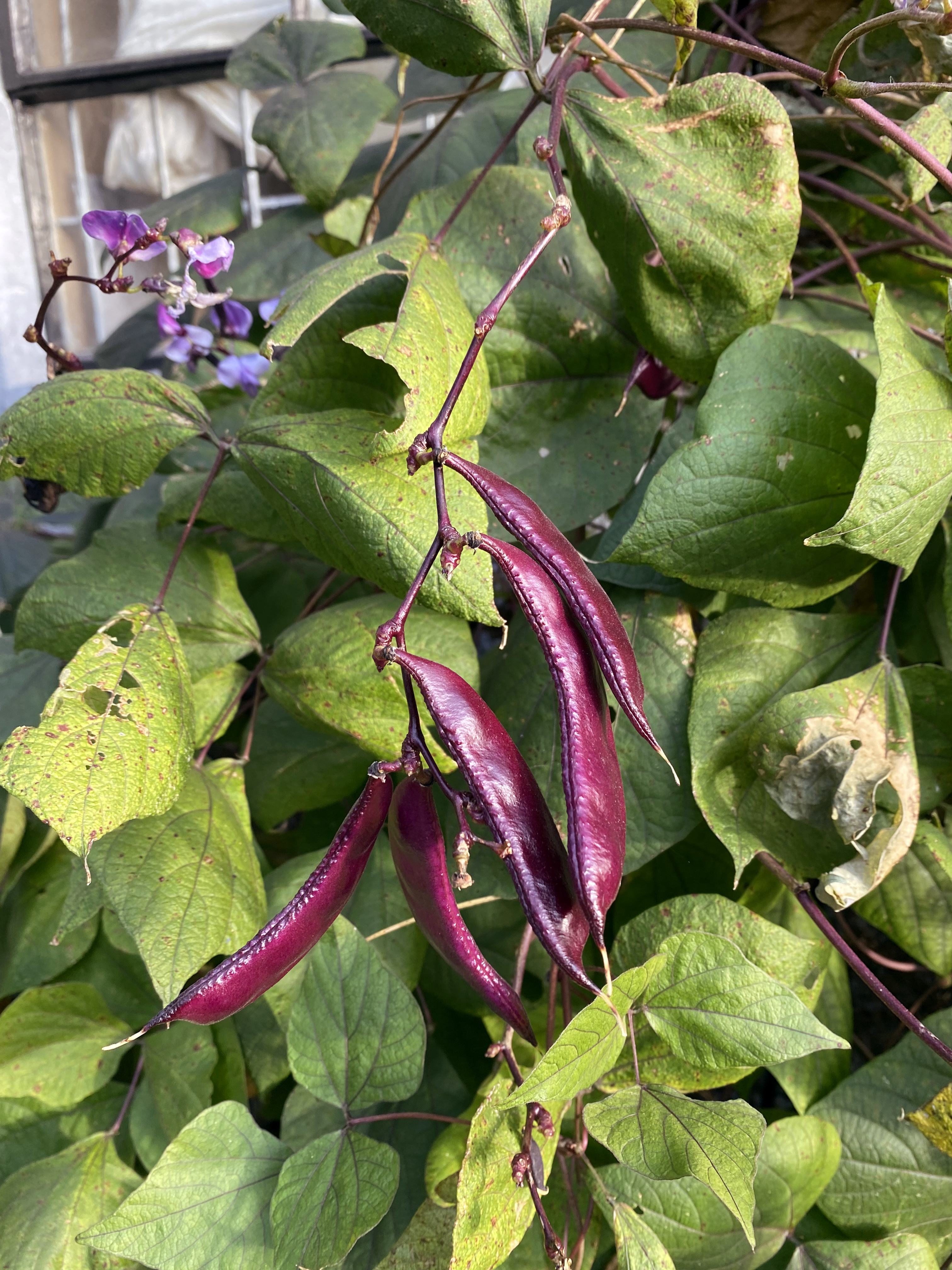 Vibrant, purple beans hanging from a thin, purple stem amongst green leaves.