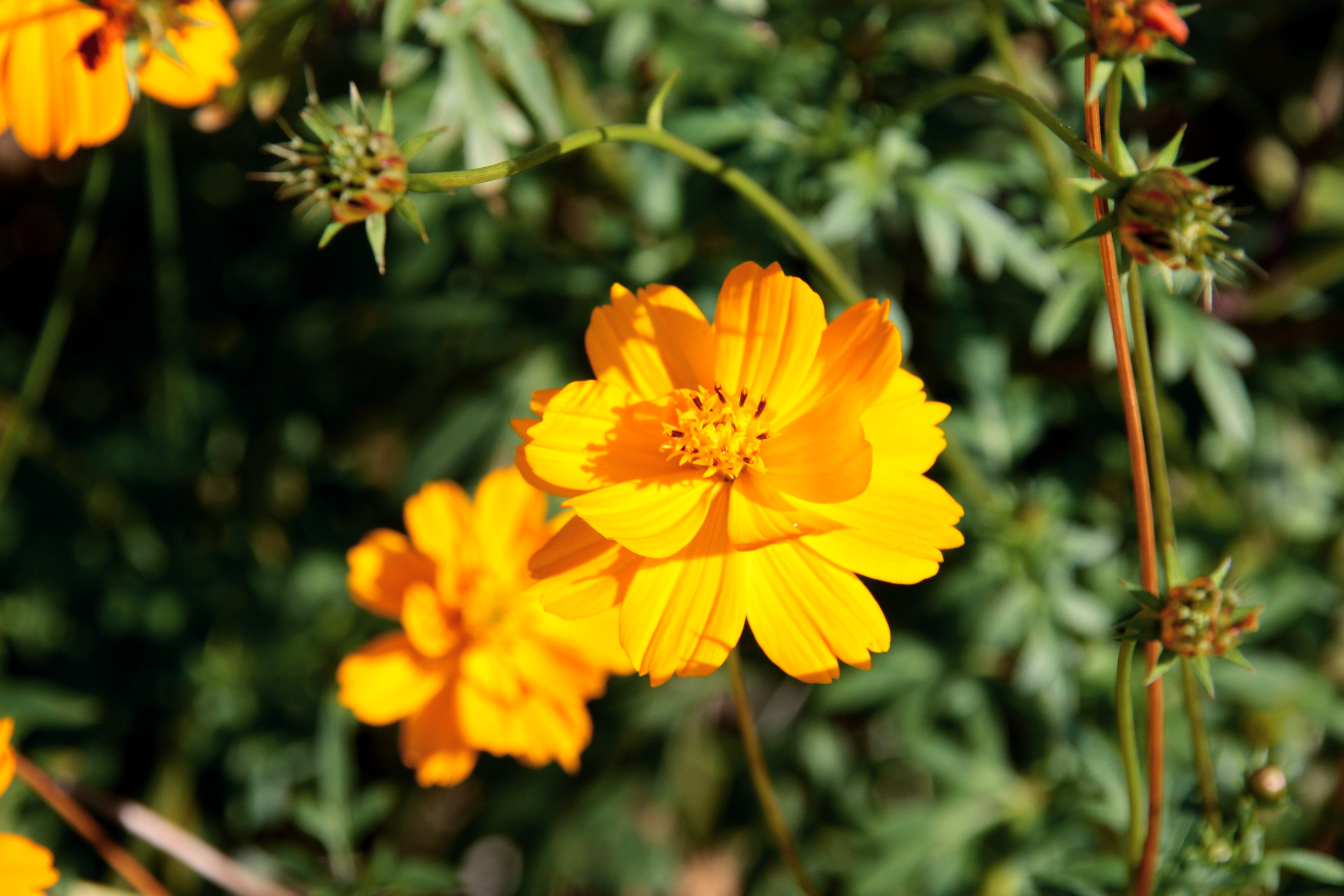 A singular bright orange flower in focus with several blurry, orange flowers amongst the mostly green background.