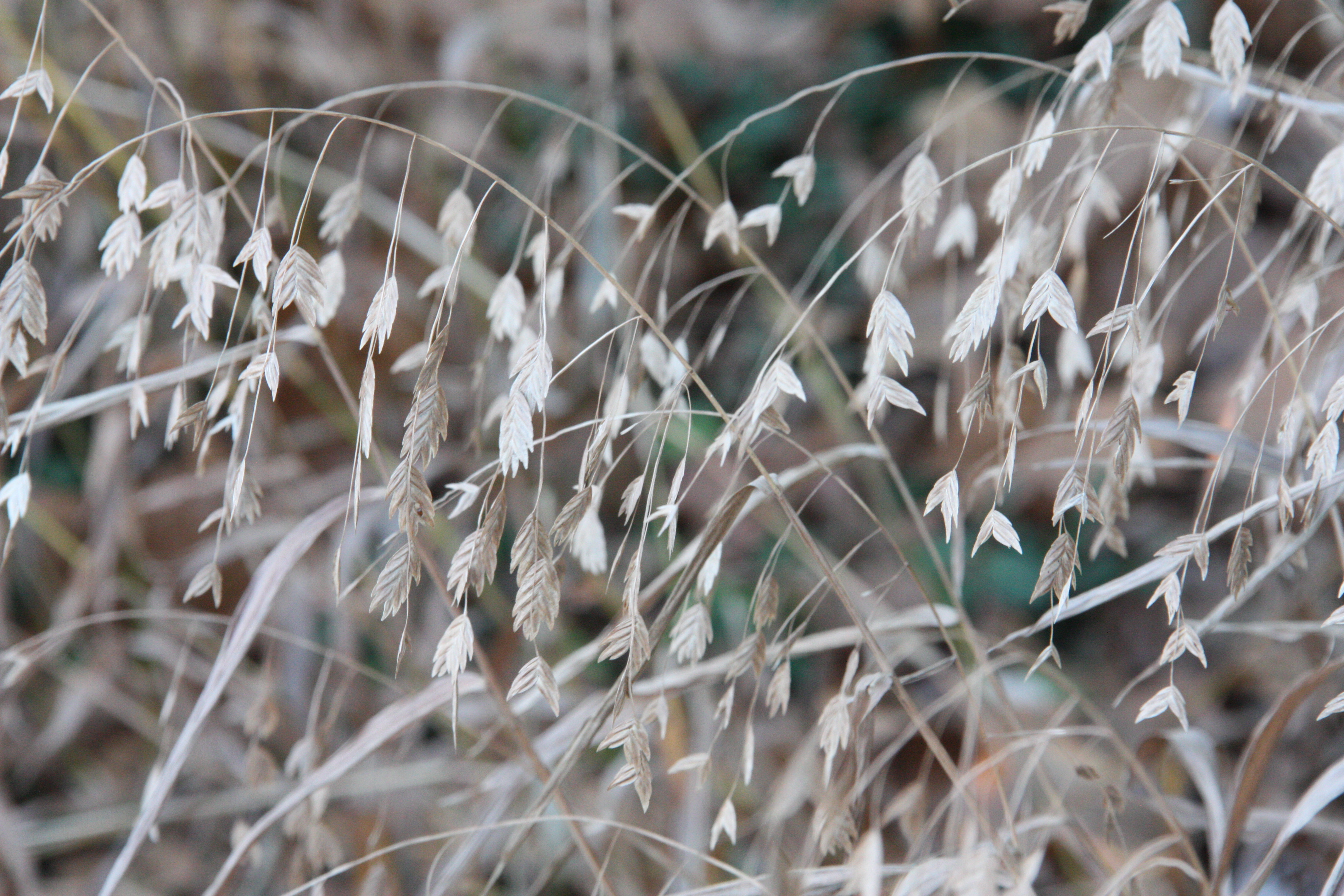 Tall, dead aquatic grass.