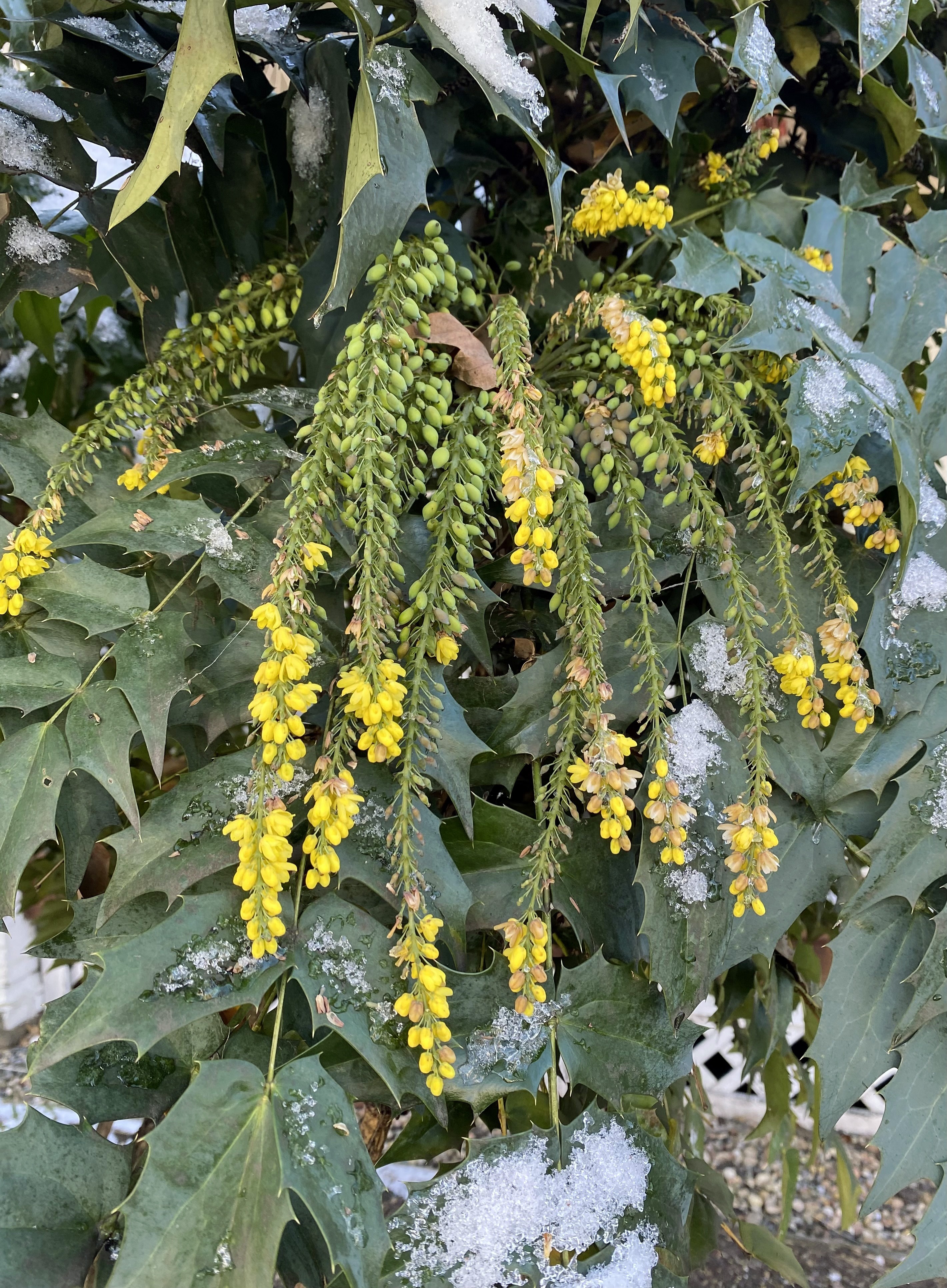 Shrub with dark green, spiky leaves and small, hanging yellow flowers.