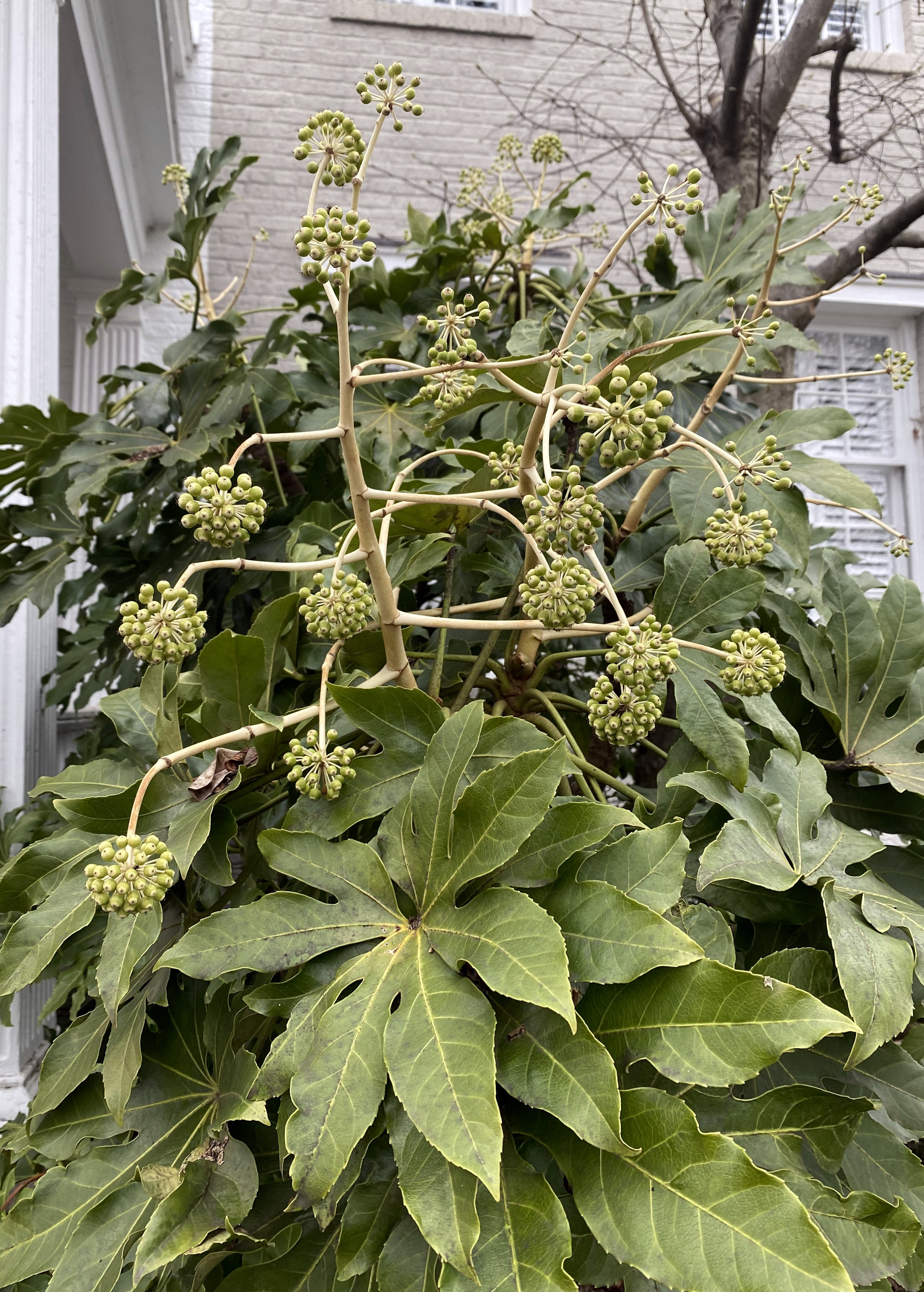 Medium-tall sized shrub with hand-shaped leaves and clusters of circular, blooming buds.