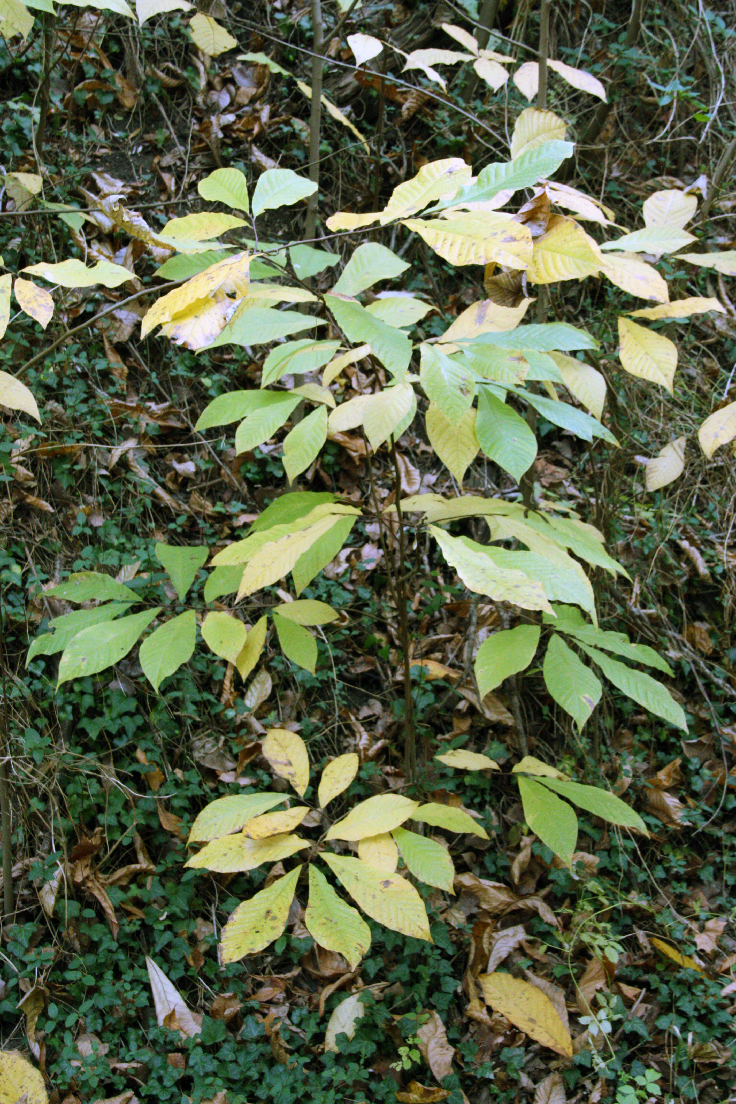 Group of small trees with large, tear-shaped leaves.