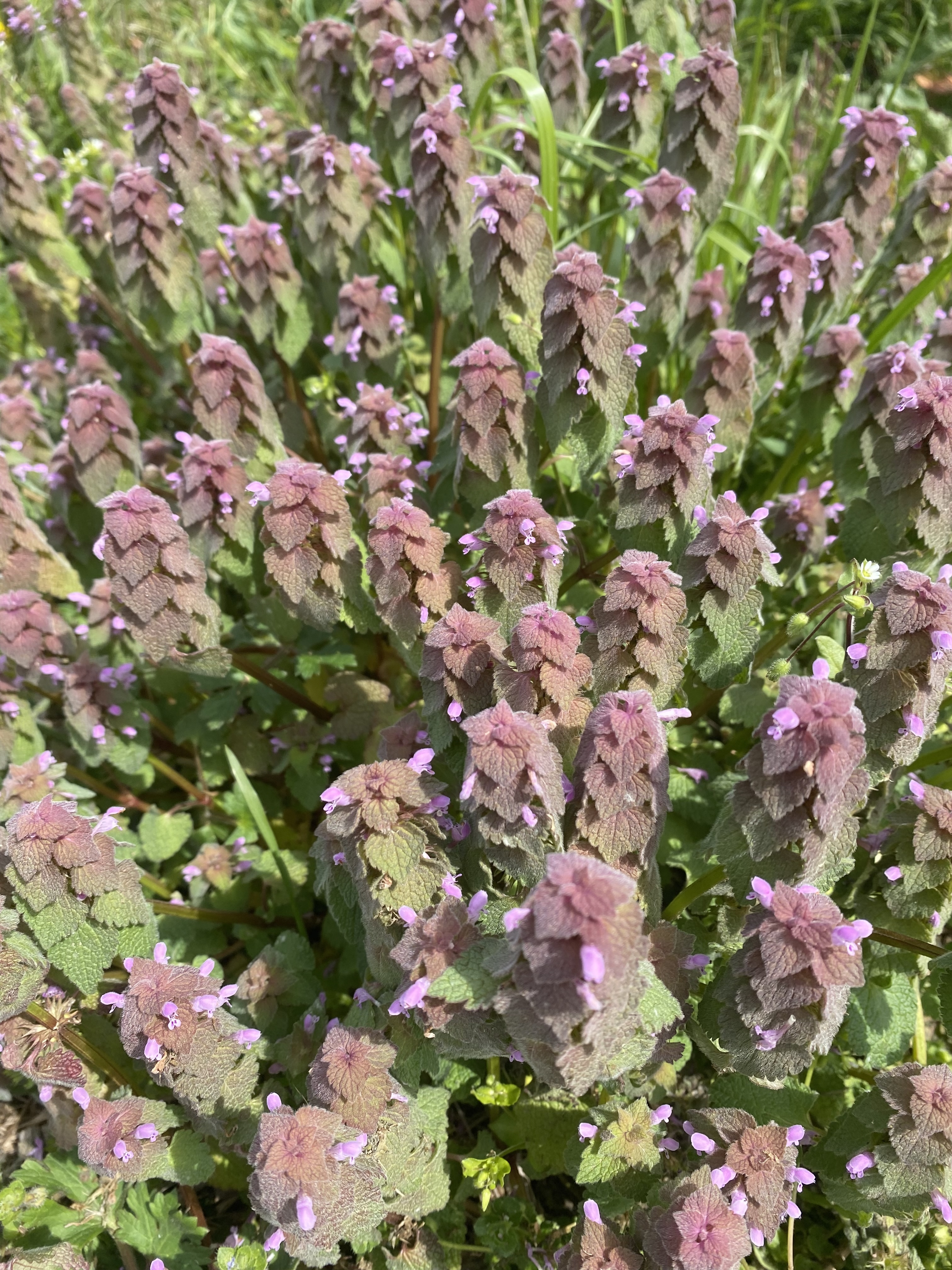 Short-growing, ground-covering plant with mint-like leaves that fade from green into purple. Tiny pink/purple flowers poke out under the leaves.