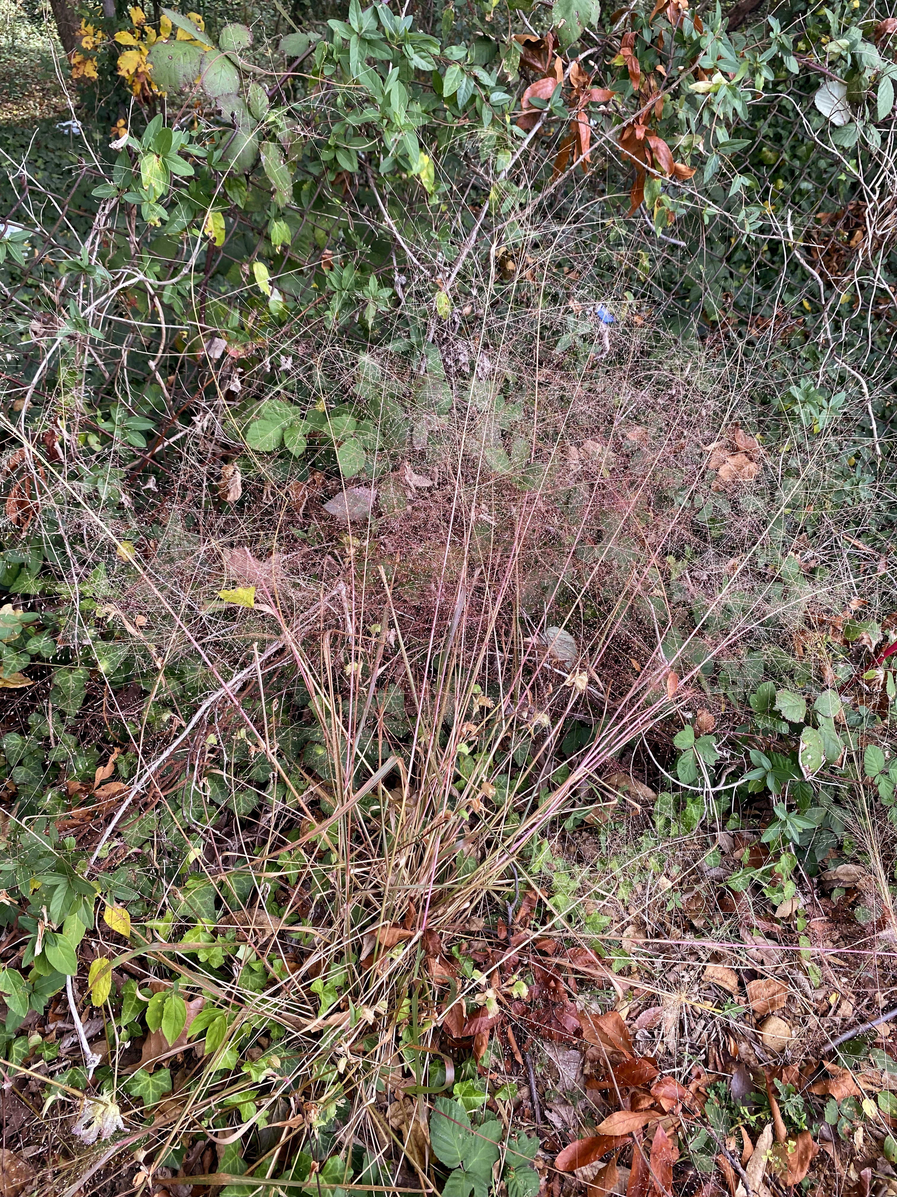 Delicate, thin rosy-purple grass grows in a wooded area.