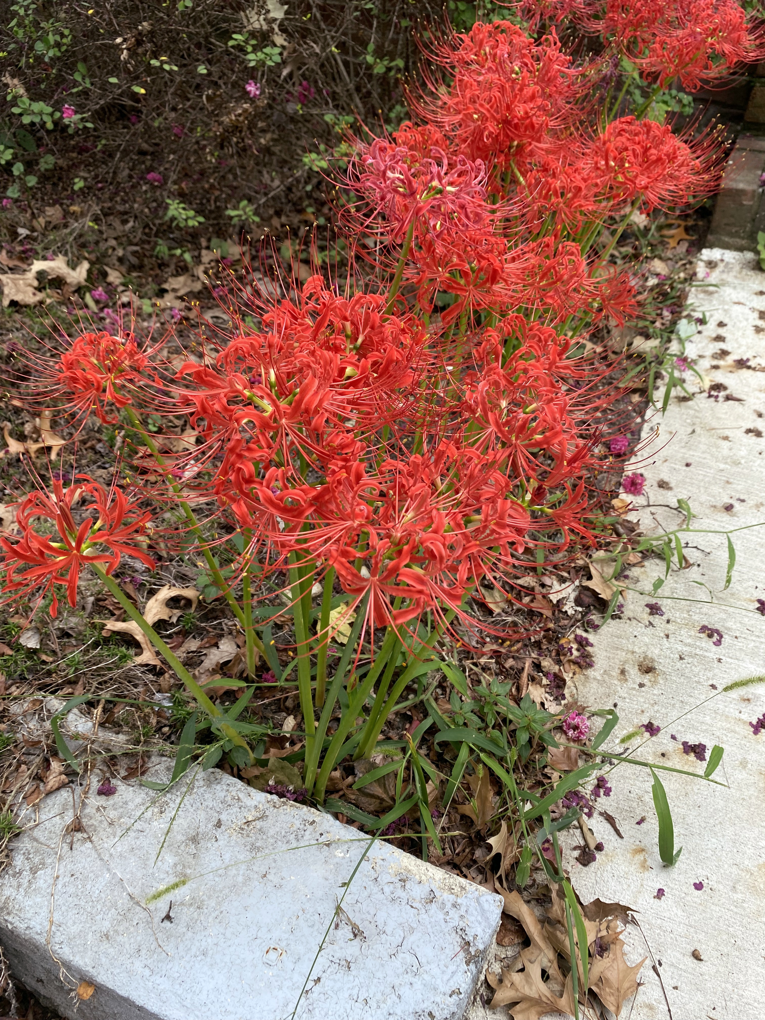 Extravagant, bright red flowers with many long, thin petals grow on the edge of a garden.