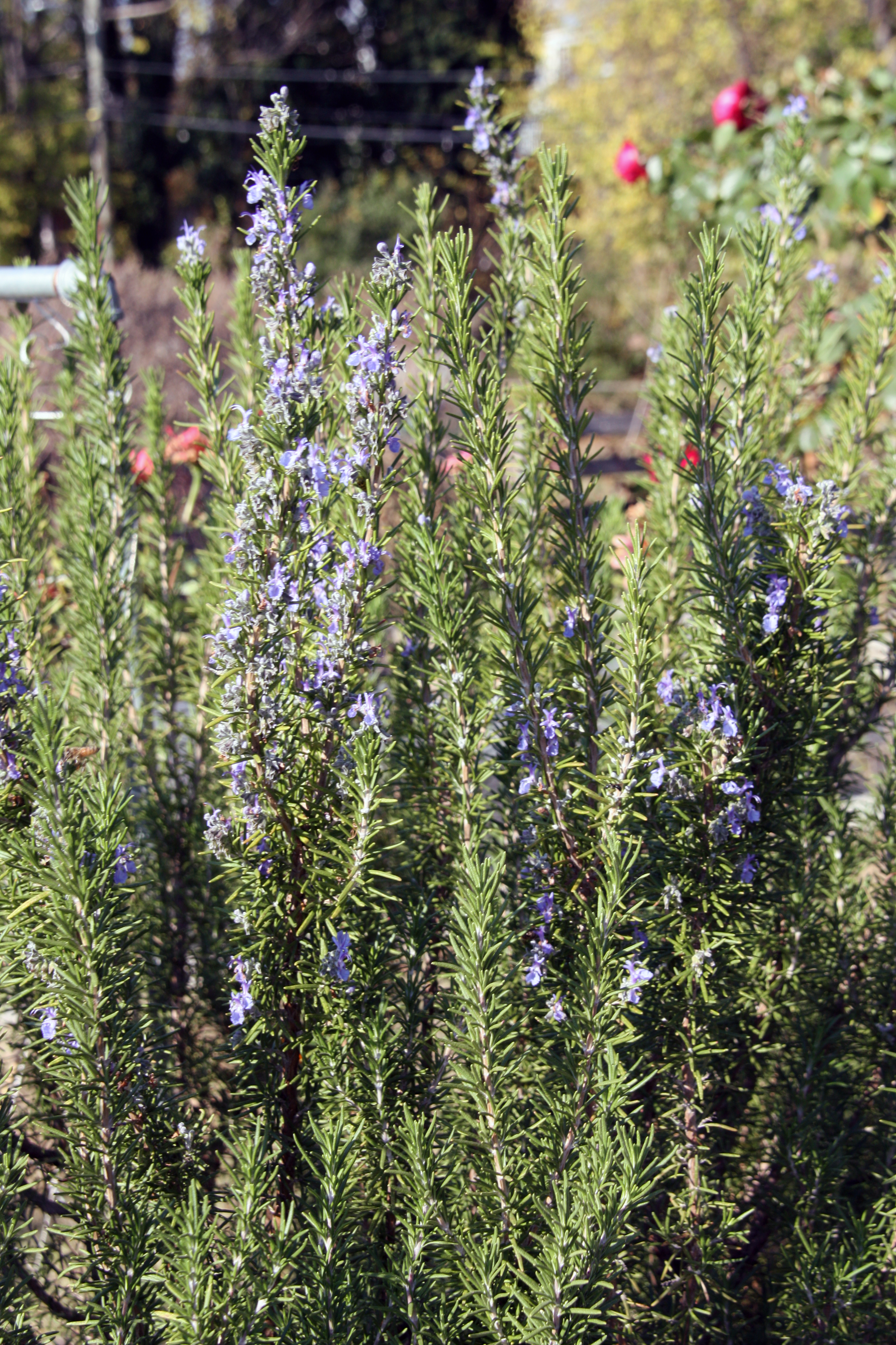 A rosemary bush with light purple flowers growing on some branches.