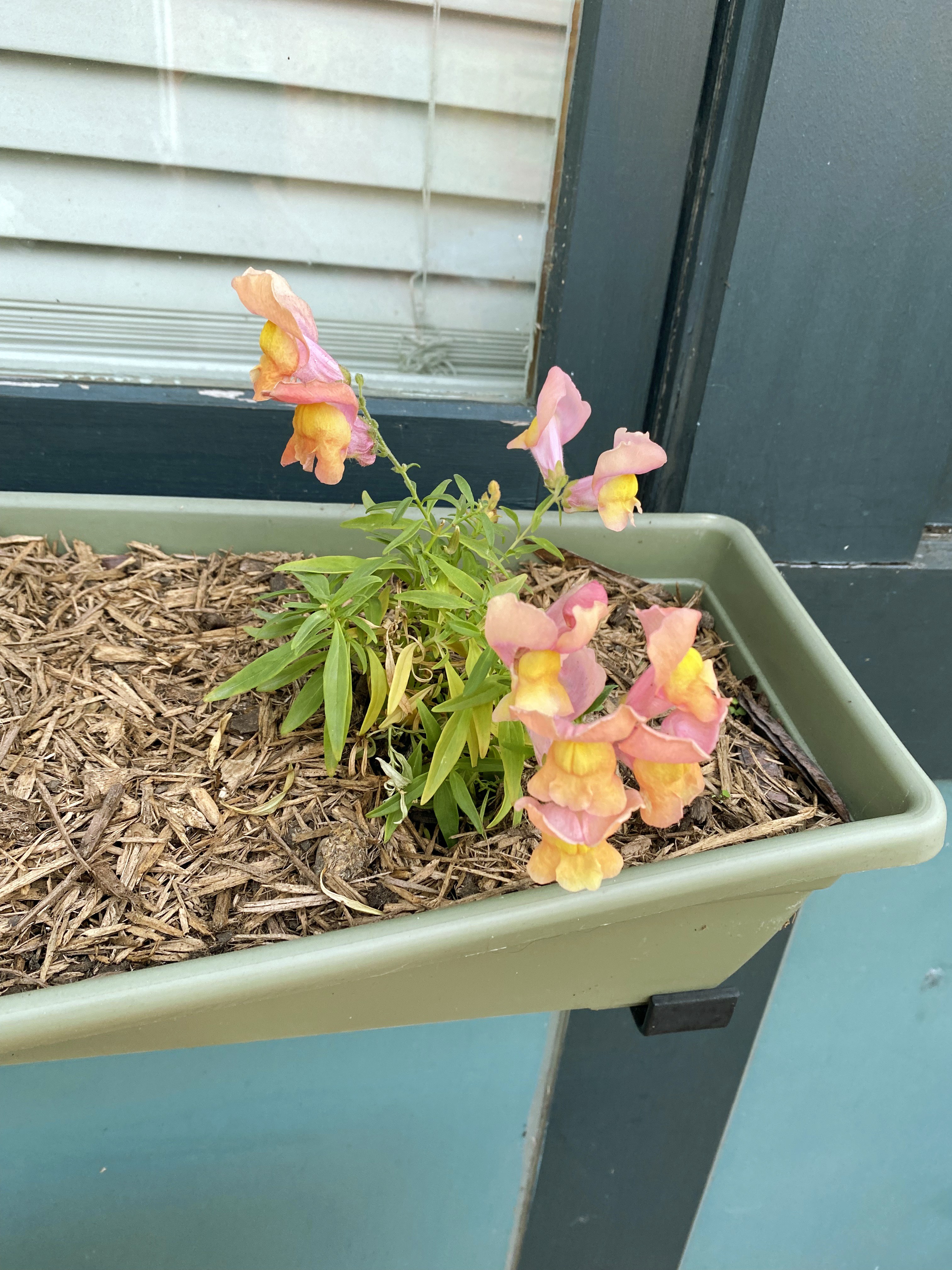 Small, delicate flowers with petals that have hues of pink and yellow growing in a window box planter.