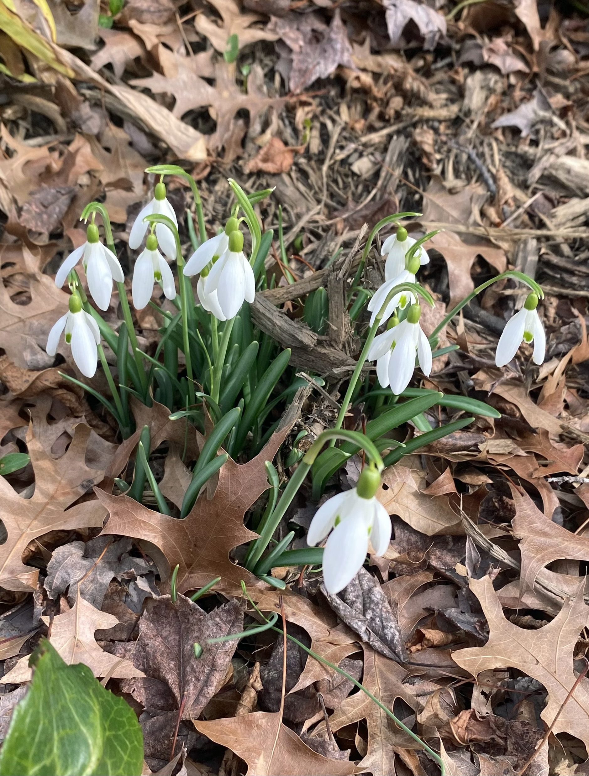 Small, hanging white flowers.