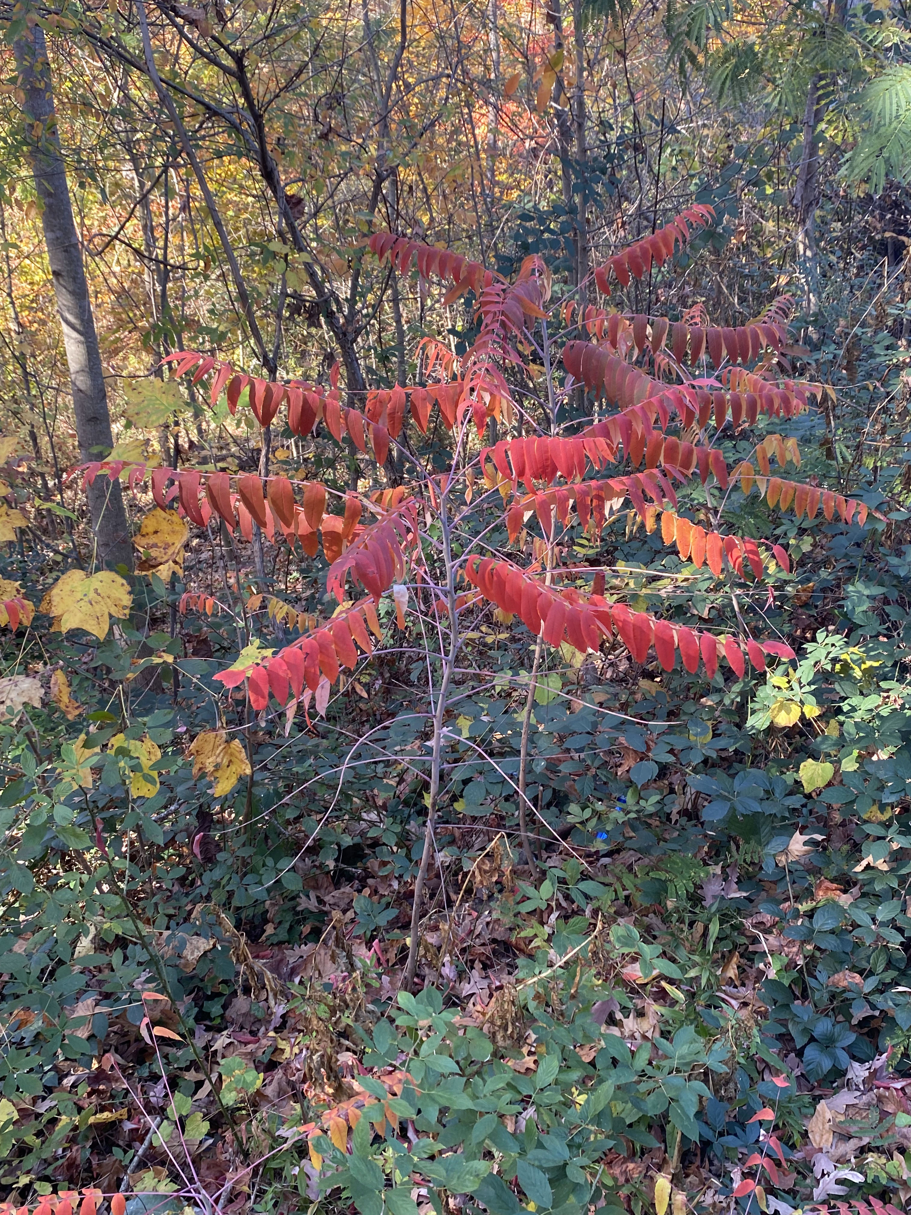 Small tree with short, bright red, tearp-shaped leaves and smooth, mauve bark grows in a wooded area.