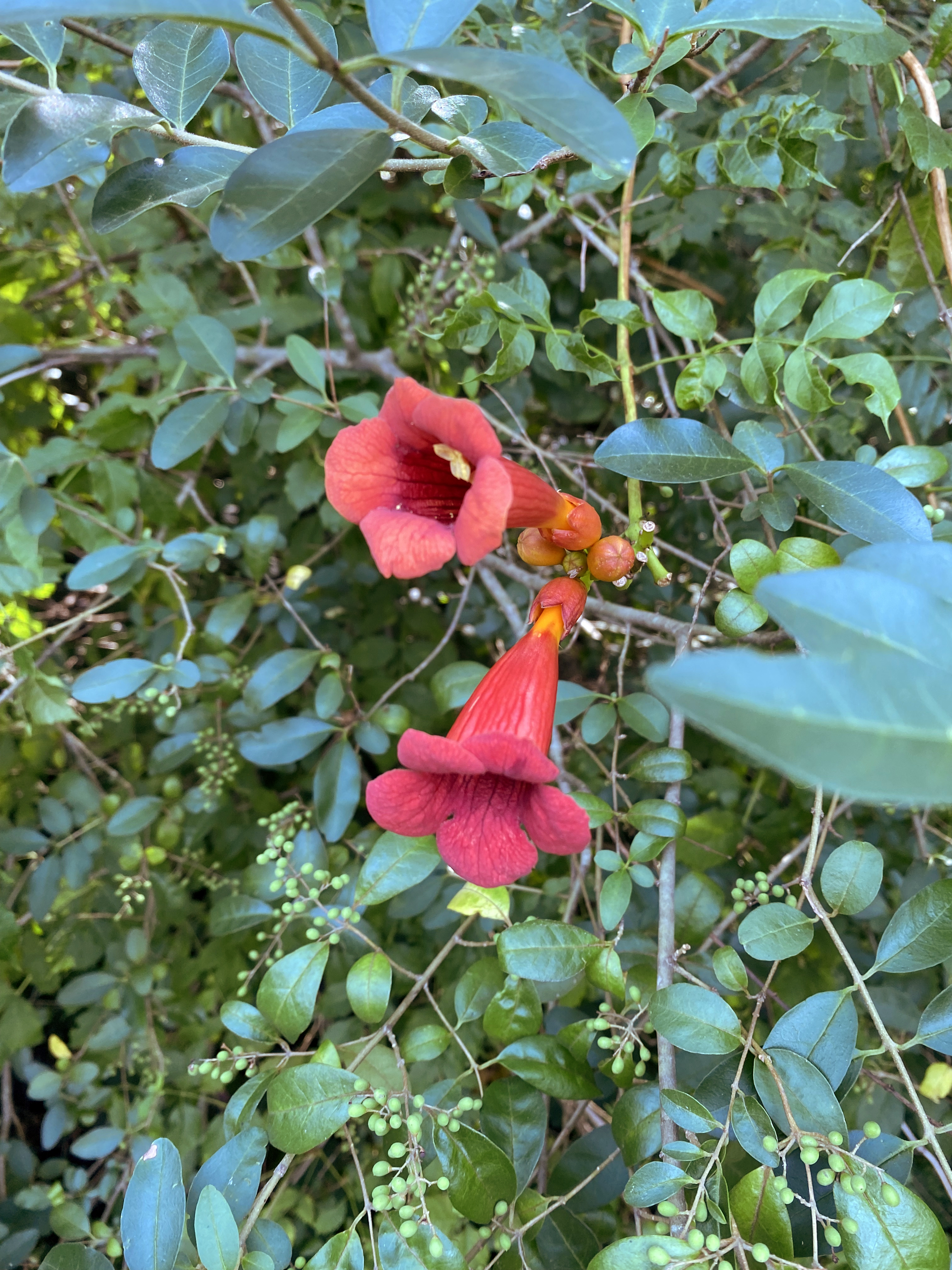 2 bright red flowers shaped like trumpets grow on a vine amongst many green plants in a wooded area.