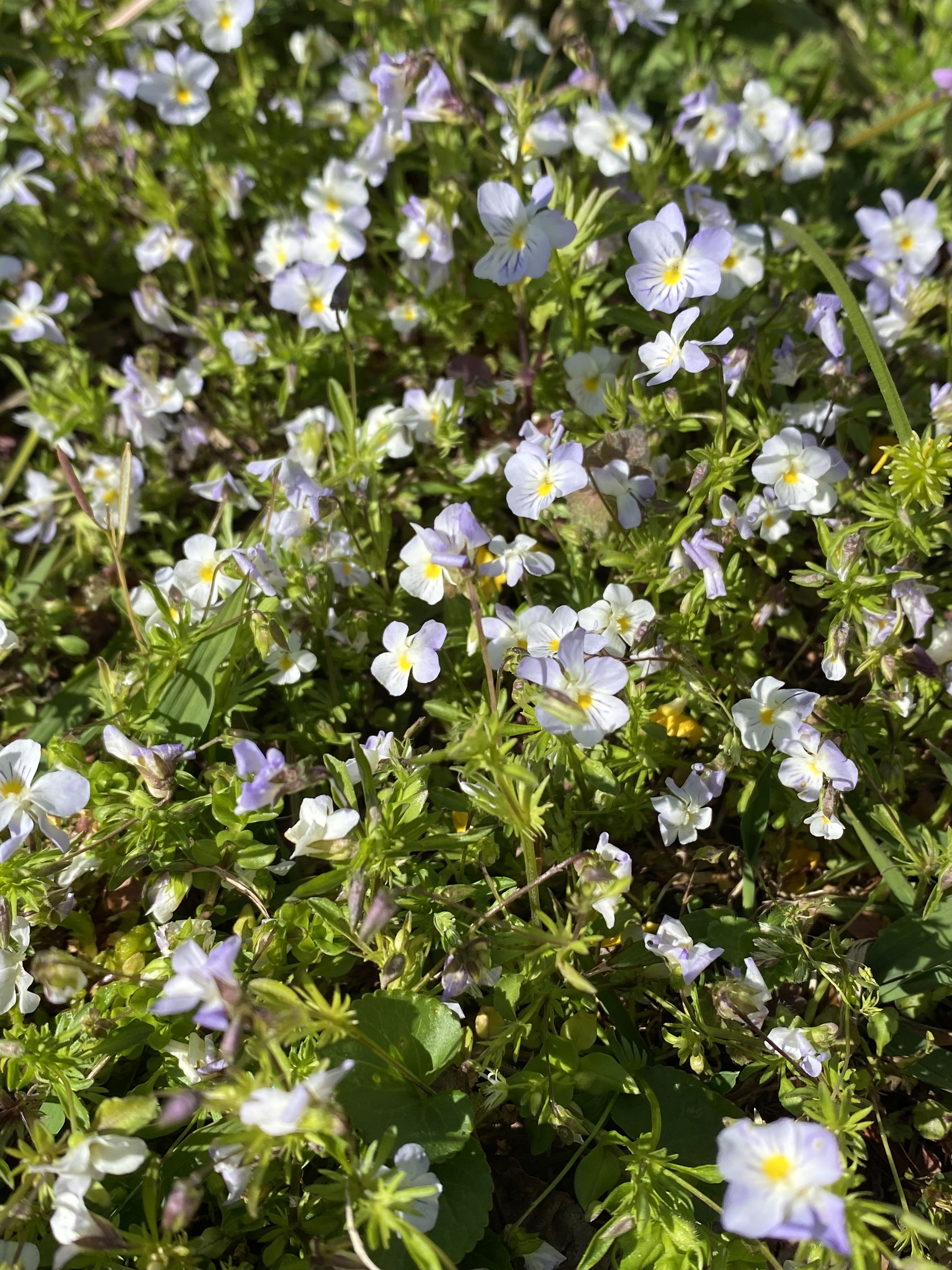 Tiny, voilet looking flowers spread in grass.