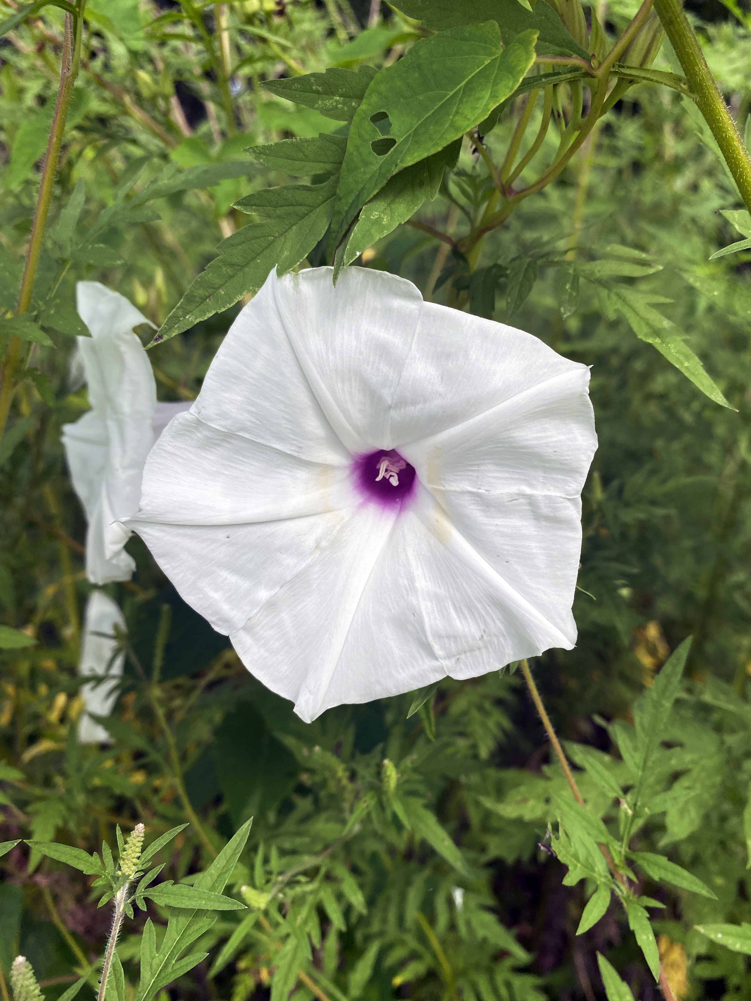 A large white flower with a small pop of purple at the center grows on a vine amongst greenery.