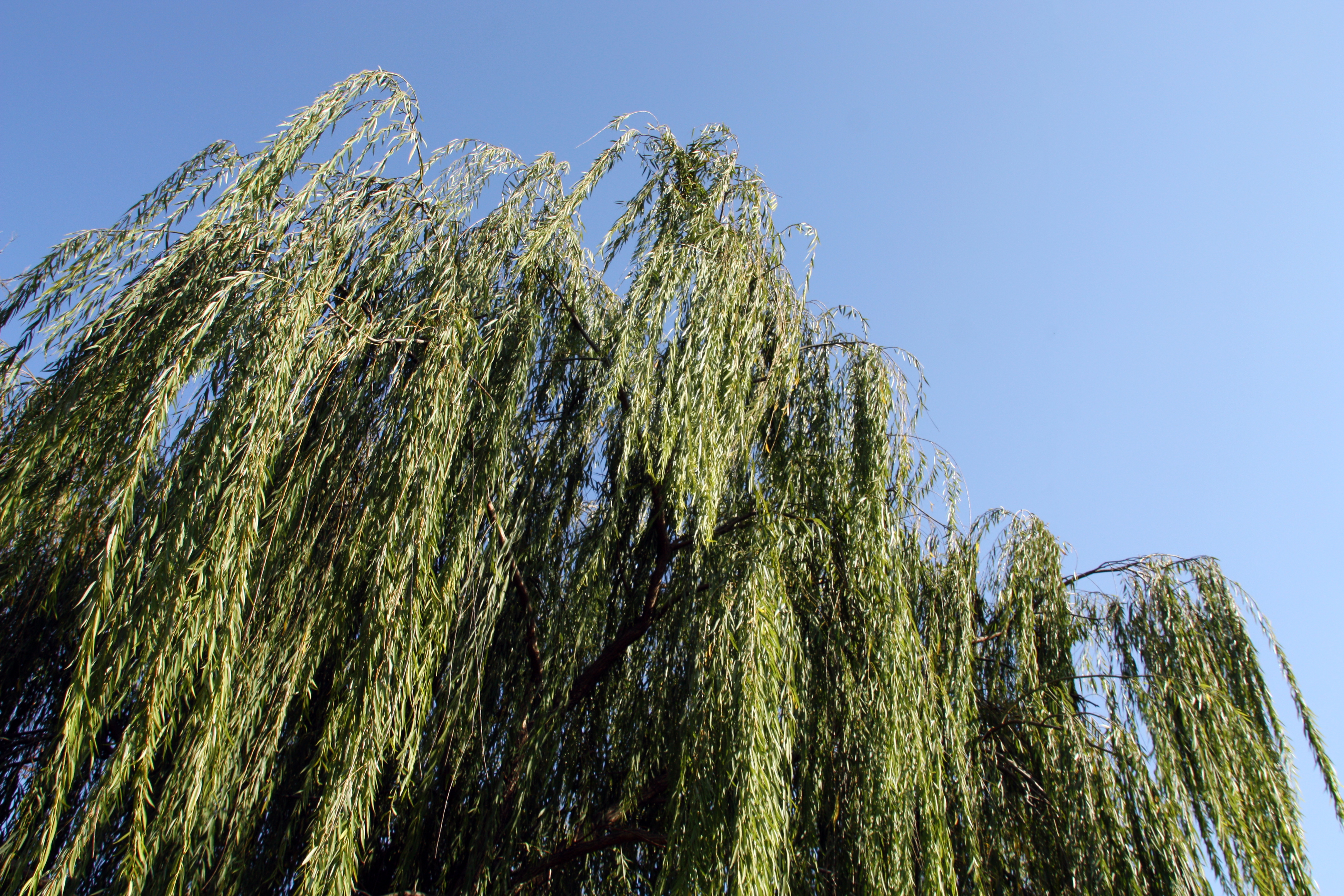 A willow tree with long, droopping,leaves photographed from below.