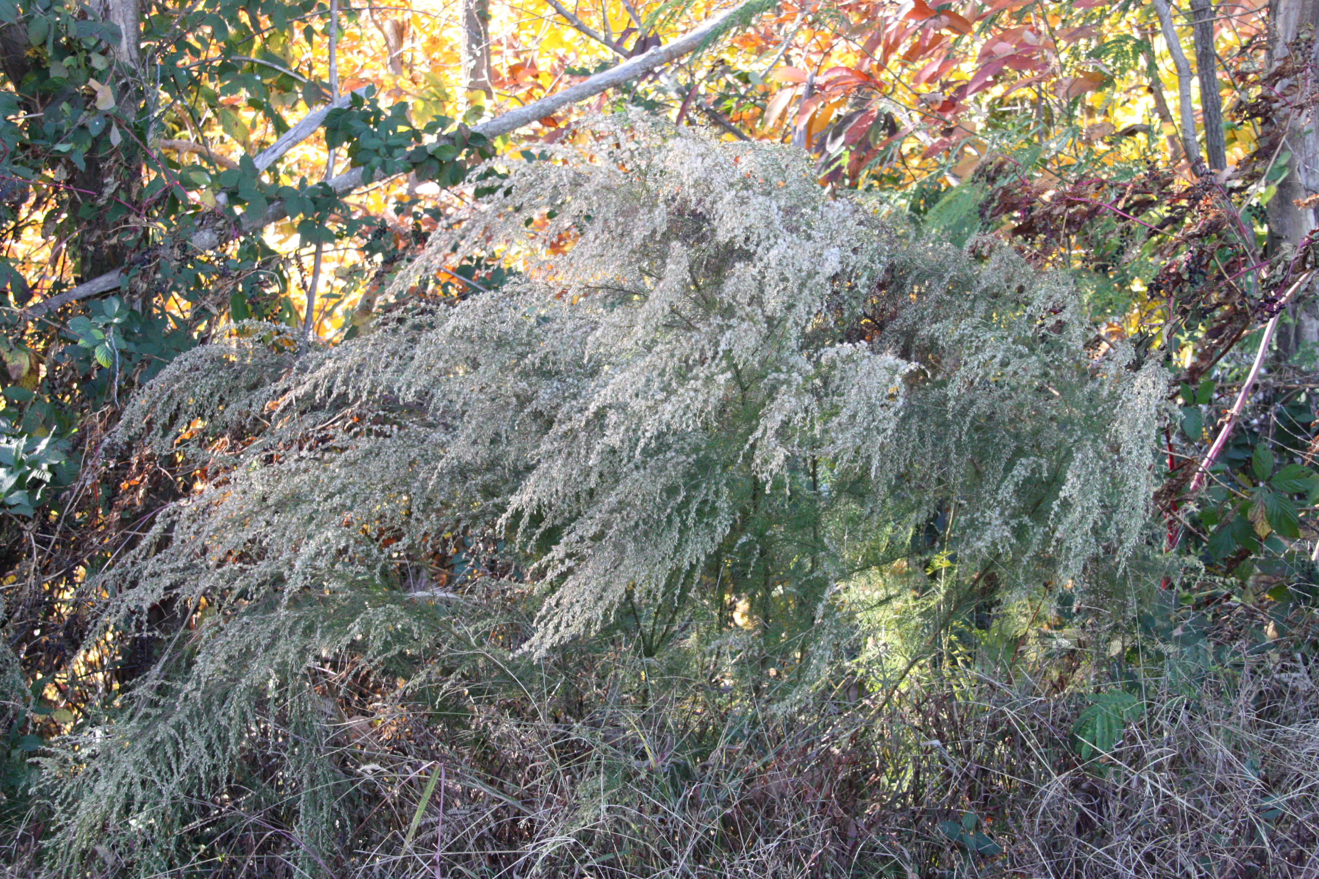 Shrub with feathery, whispy branches that hang like a willow tree and are dull-white in color.