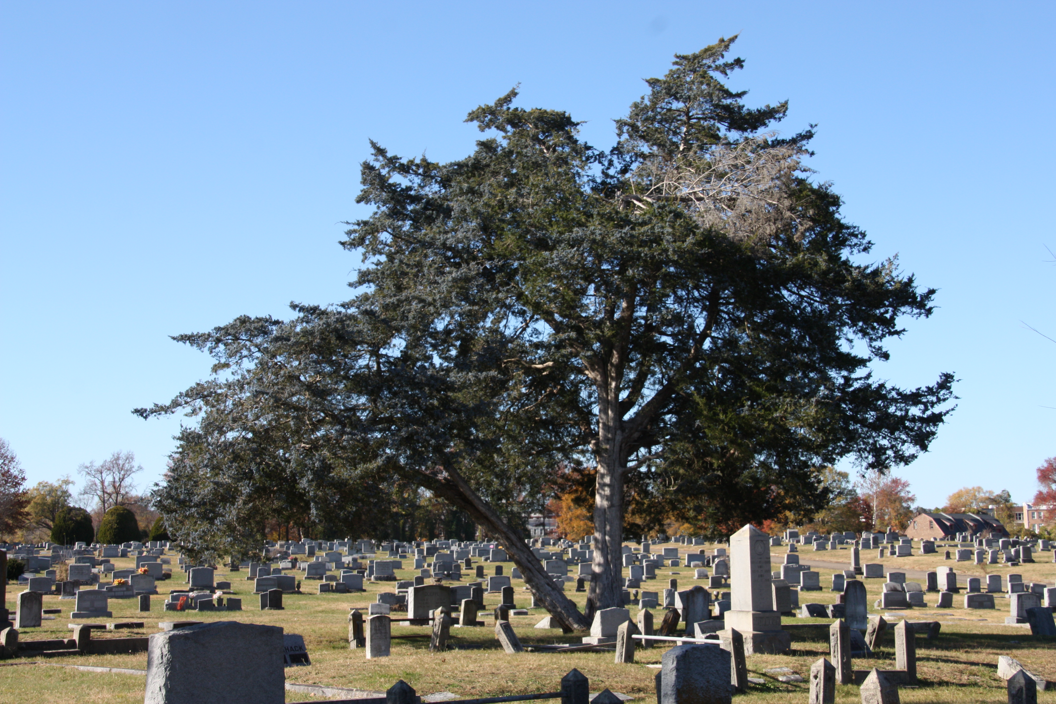 Coniferous tree in cemetery sits under a blue sky.