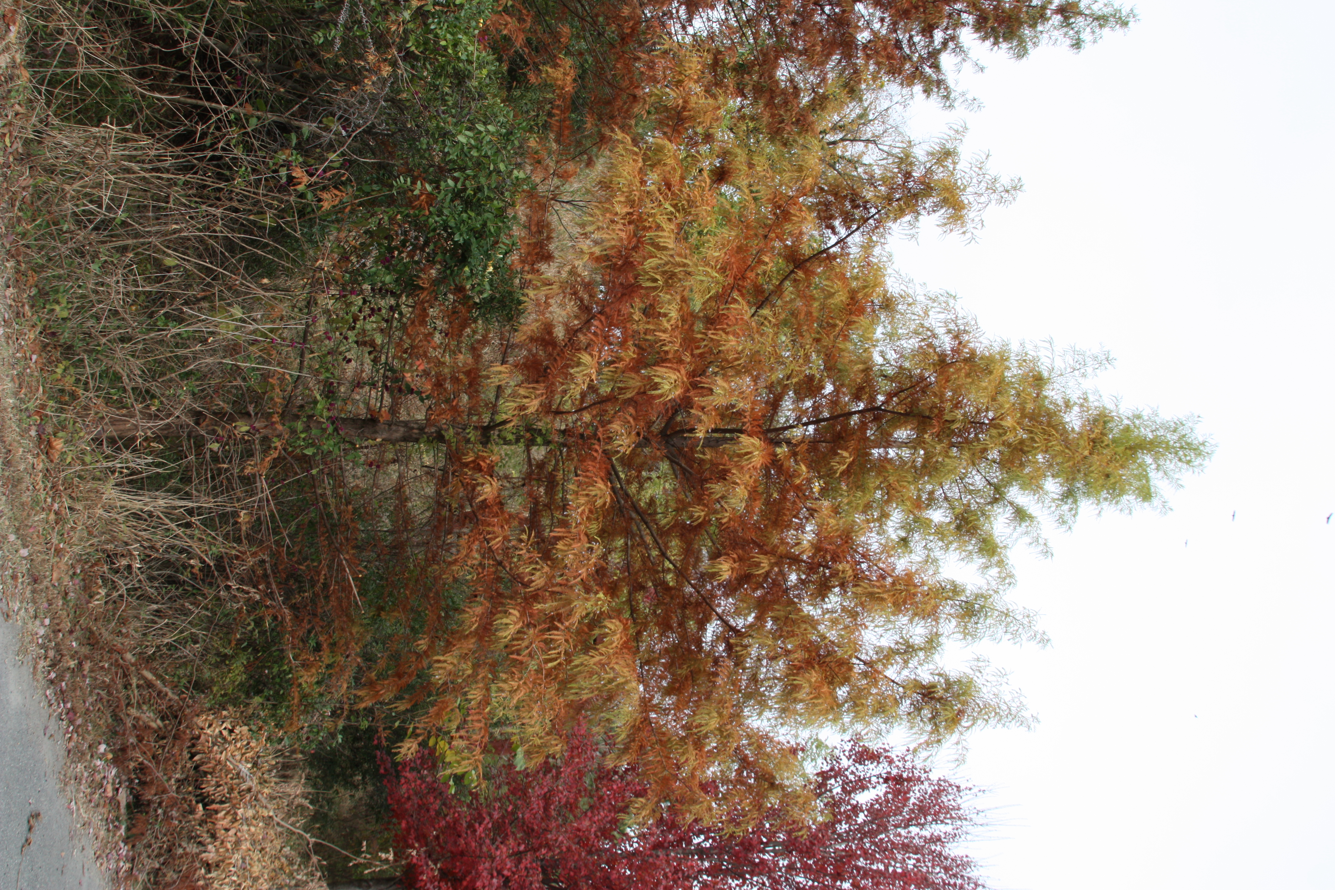 Medium sized pine tree, with leaves turning orange/brown.