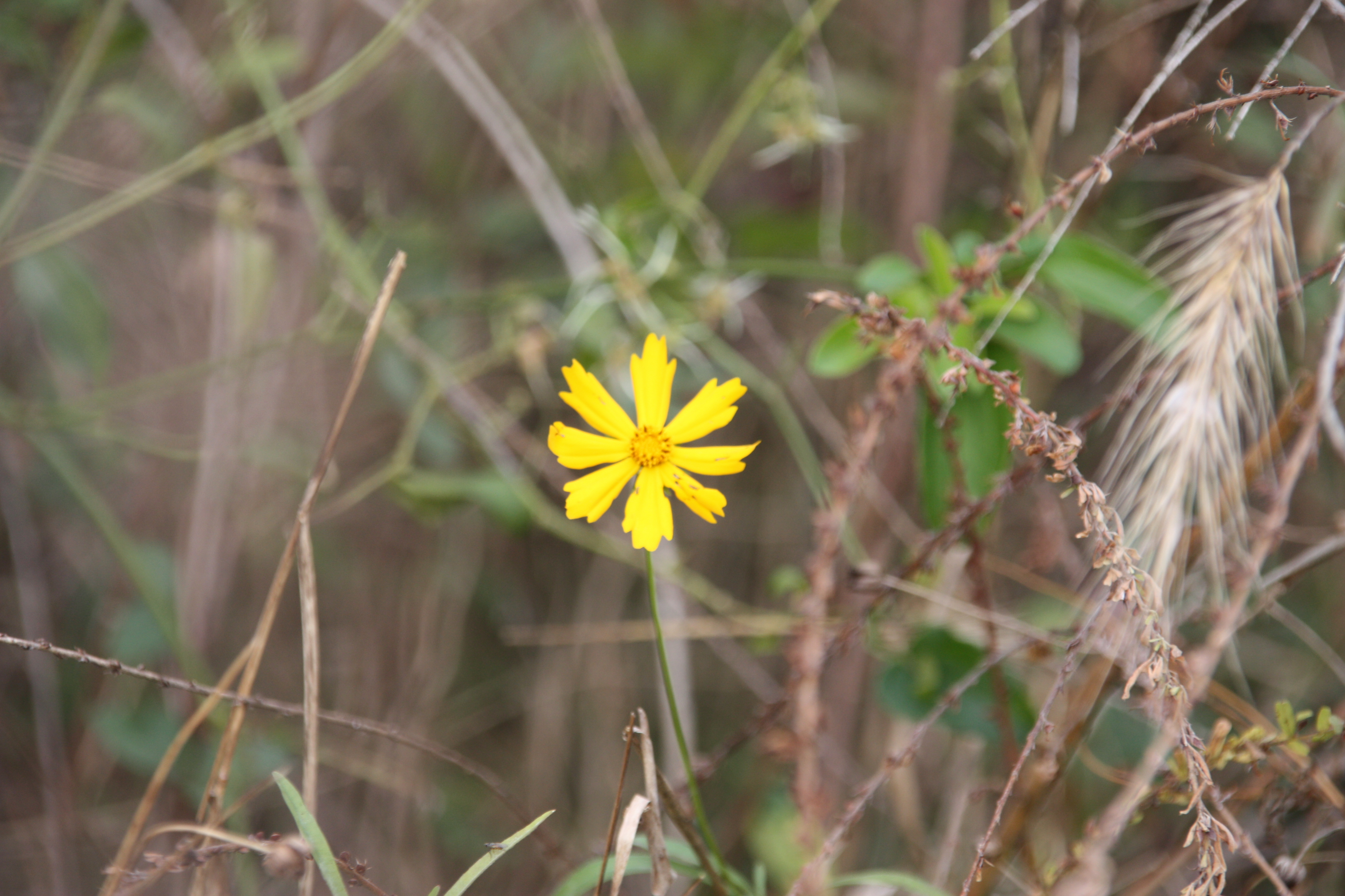 Singular yellow flower in a wooded area.