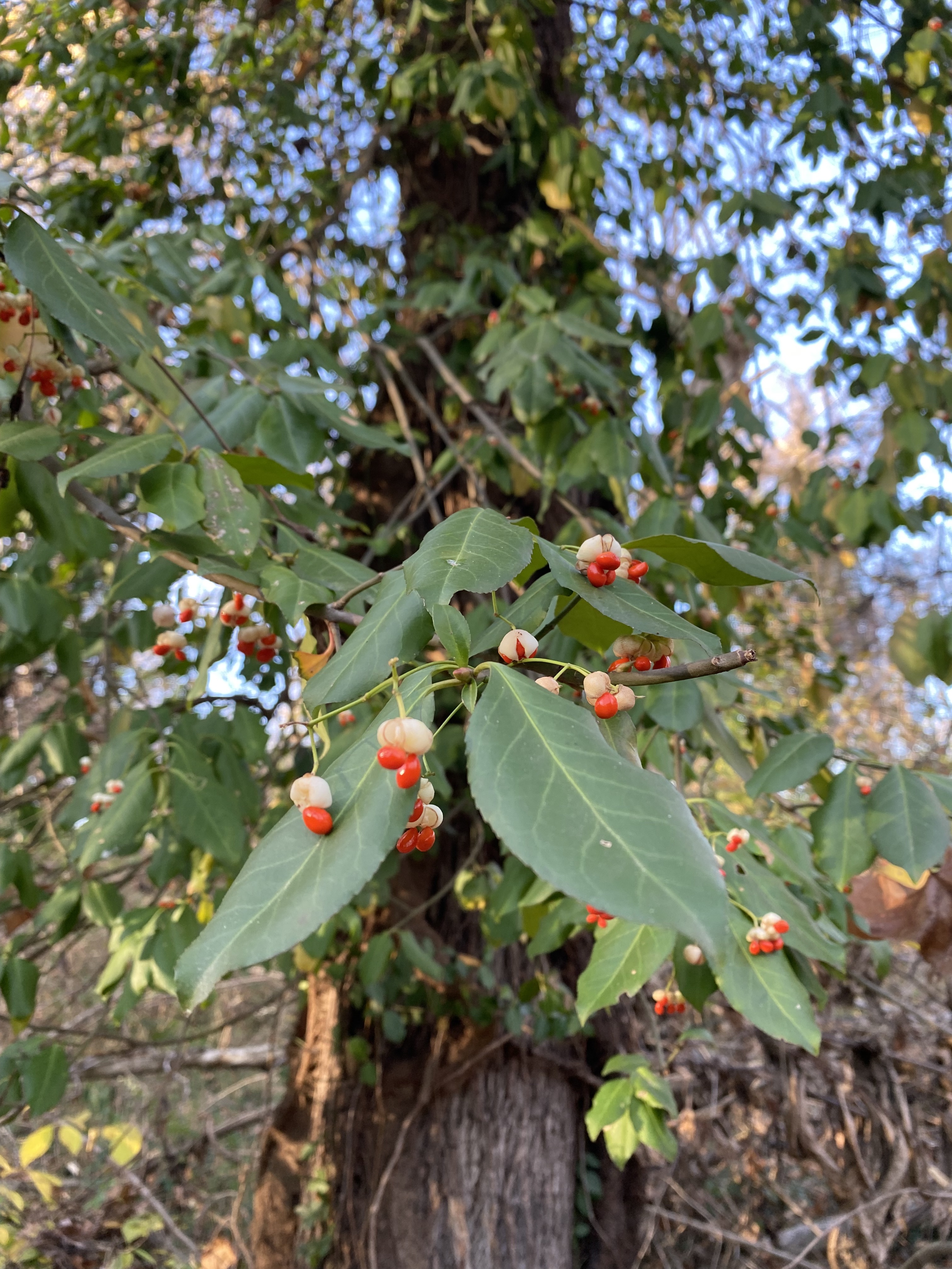 Tree with tear-shaped green leaves and bright red and white berries.