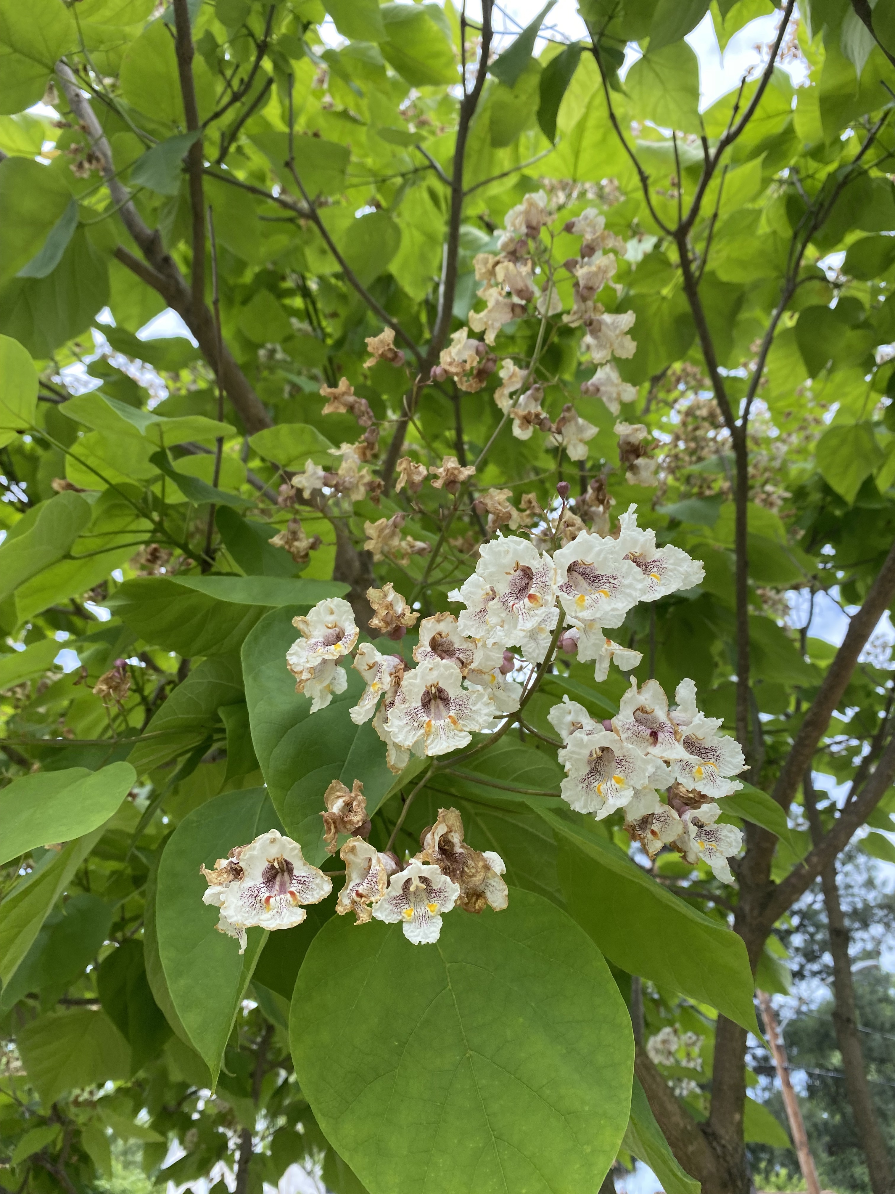 Medium sized tree shot from below with white flowers.