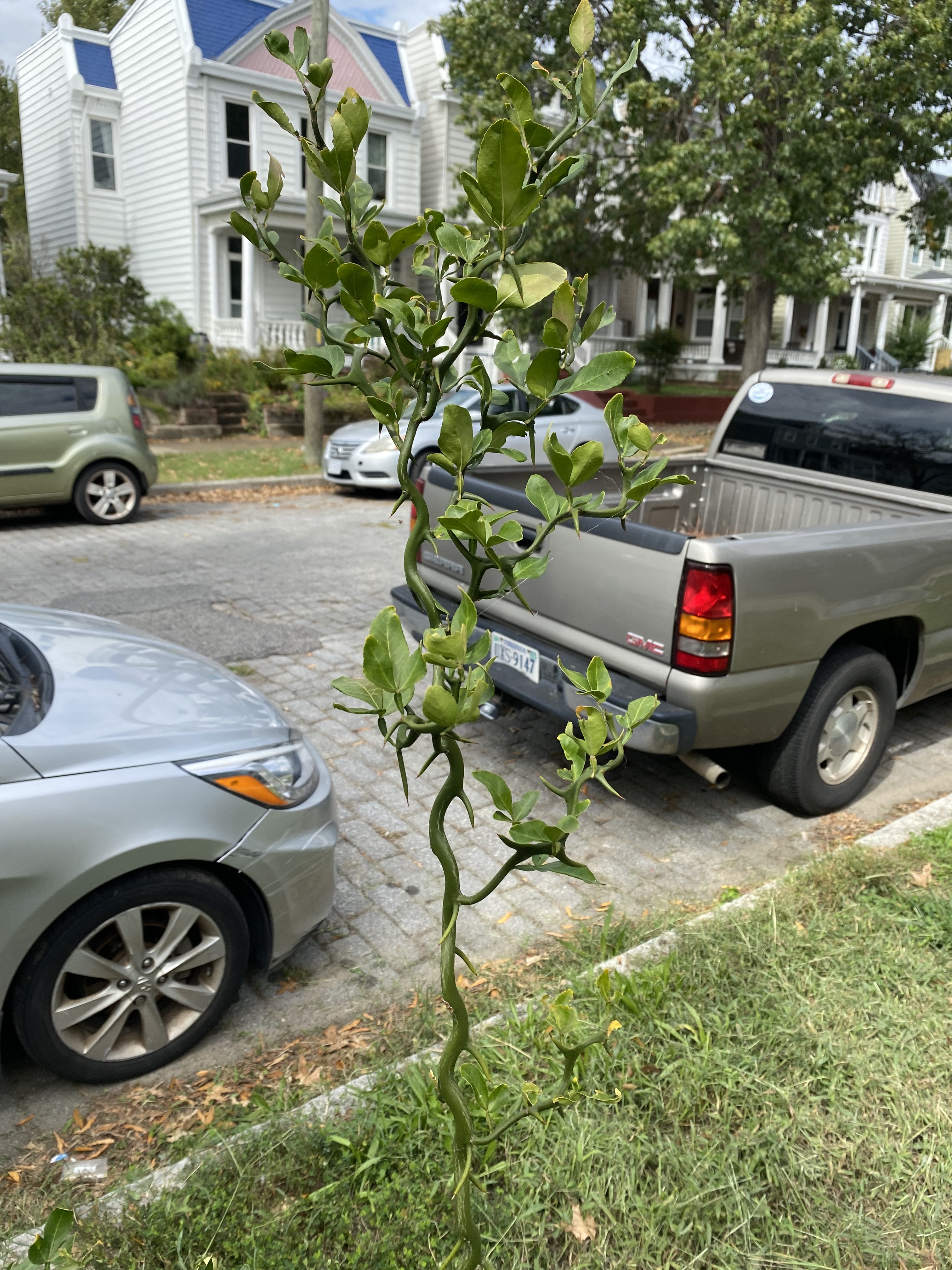 Tall plant with extremely large thorns and small green leaves.