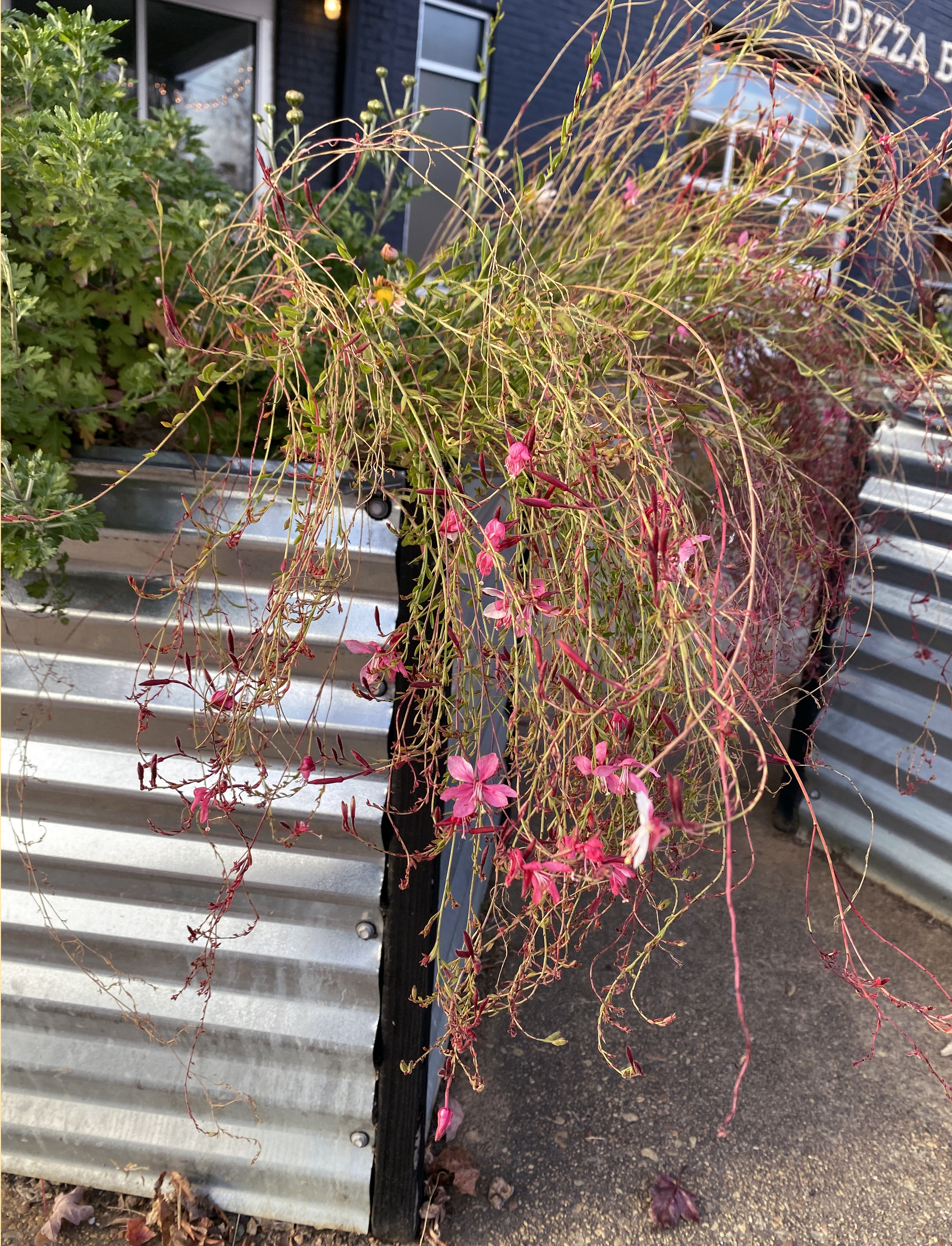 Bright pink flowers with long, thin stems hang over the side of a tall planter.