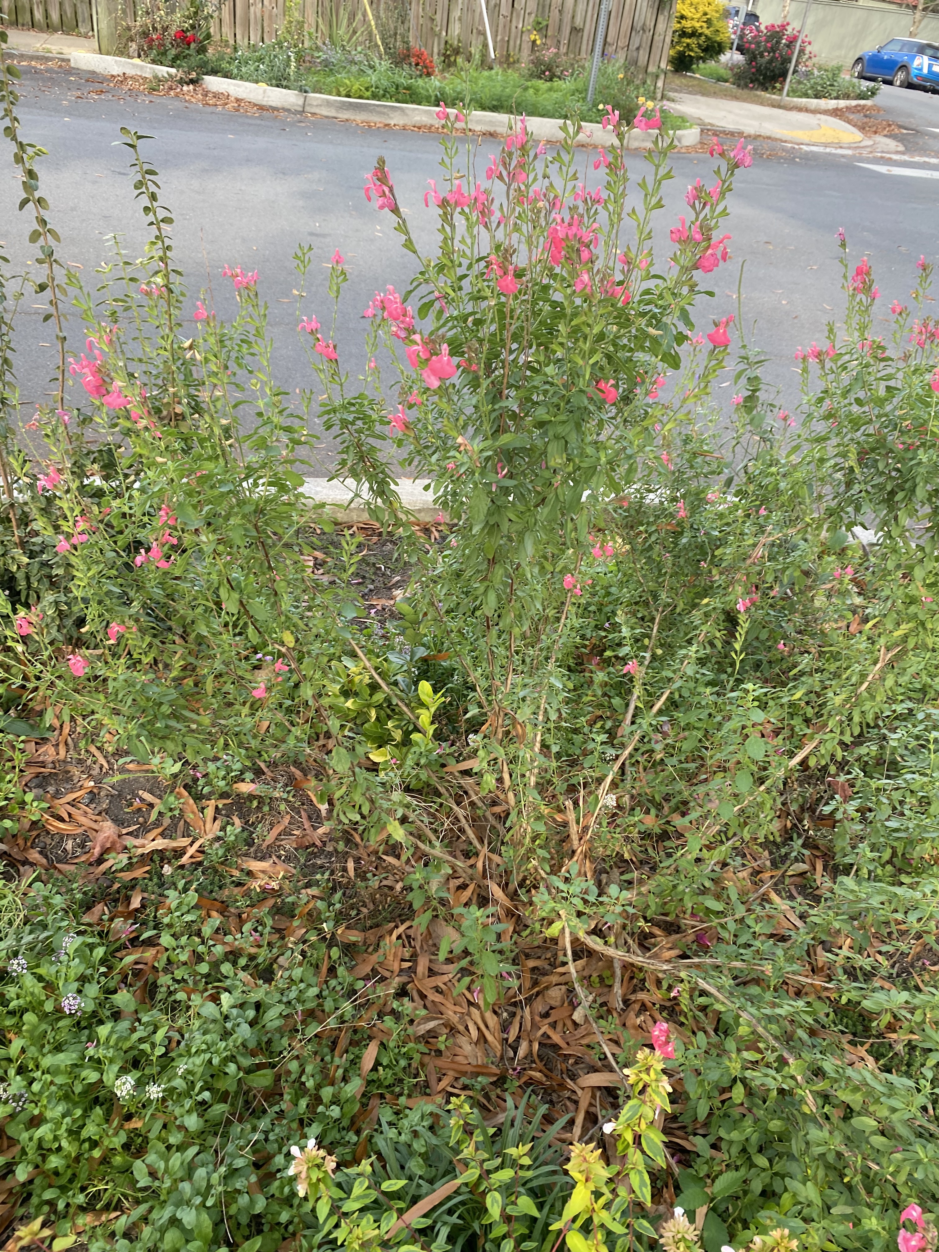 Tall pink flowers planted in a garden next to the street.