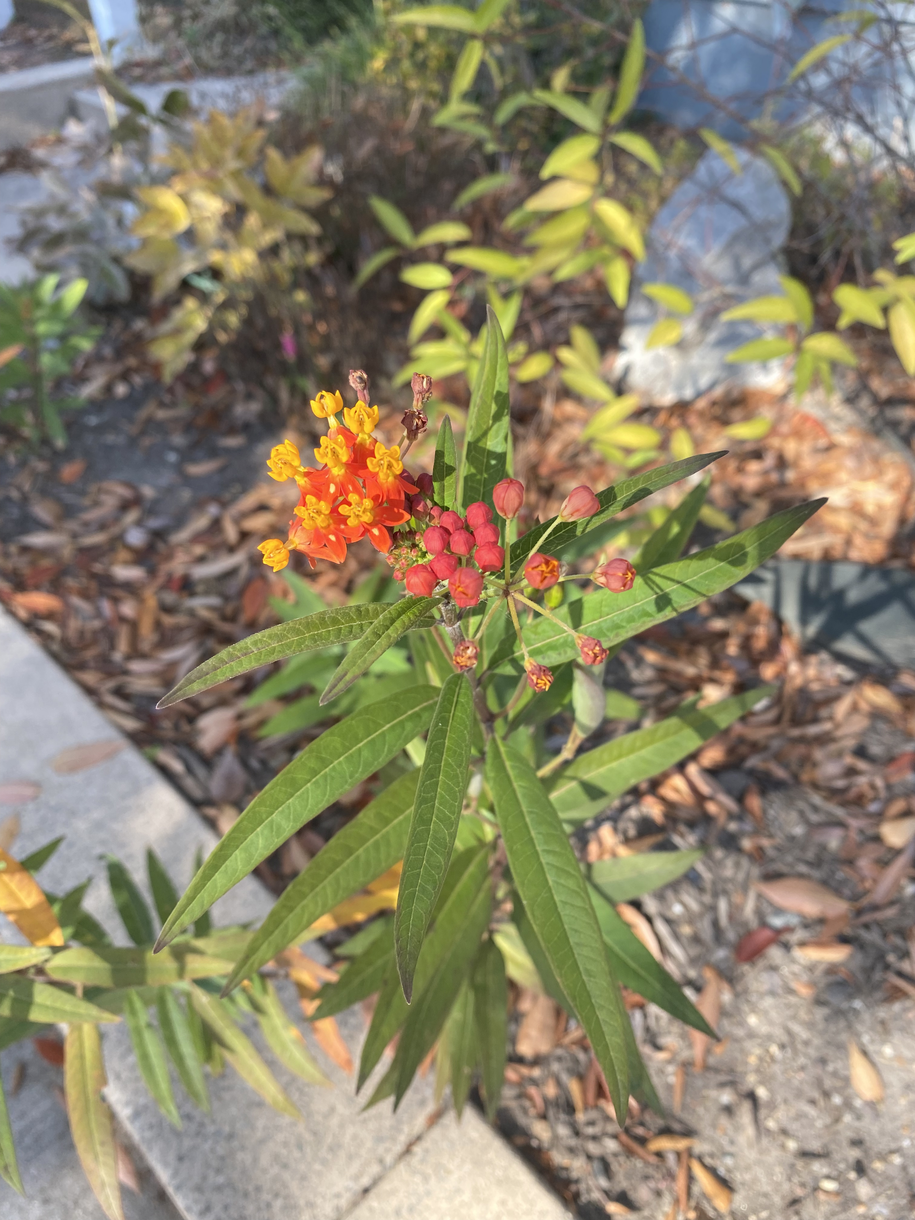 Small, tropical-looking bright-red and orange flower with a cluster of red berries, as well.