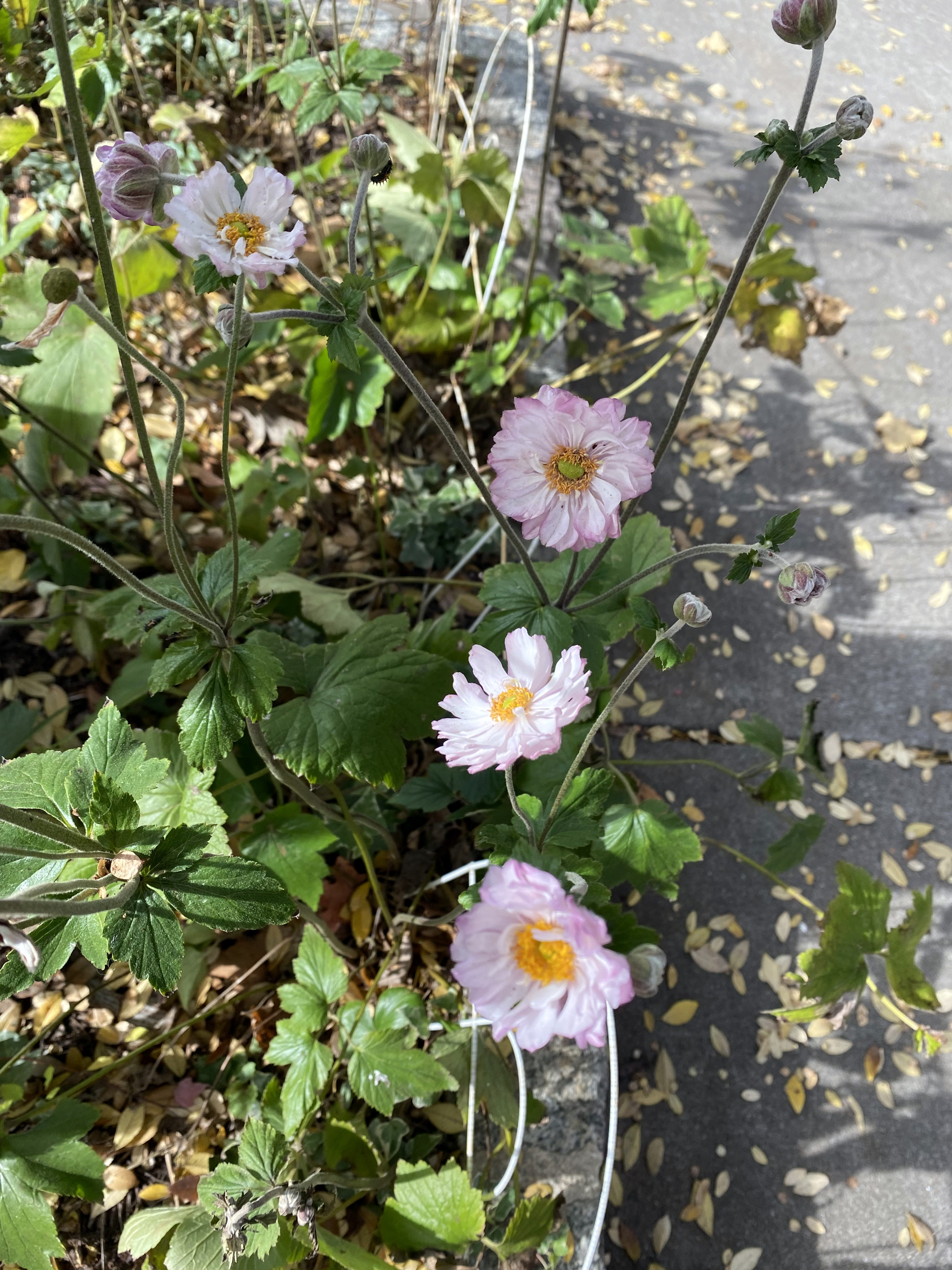 Soft pink/white flowers with yellow centers.