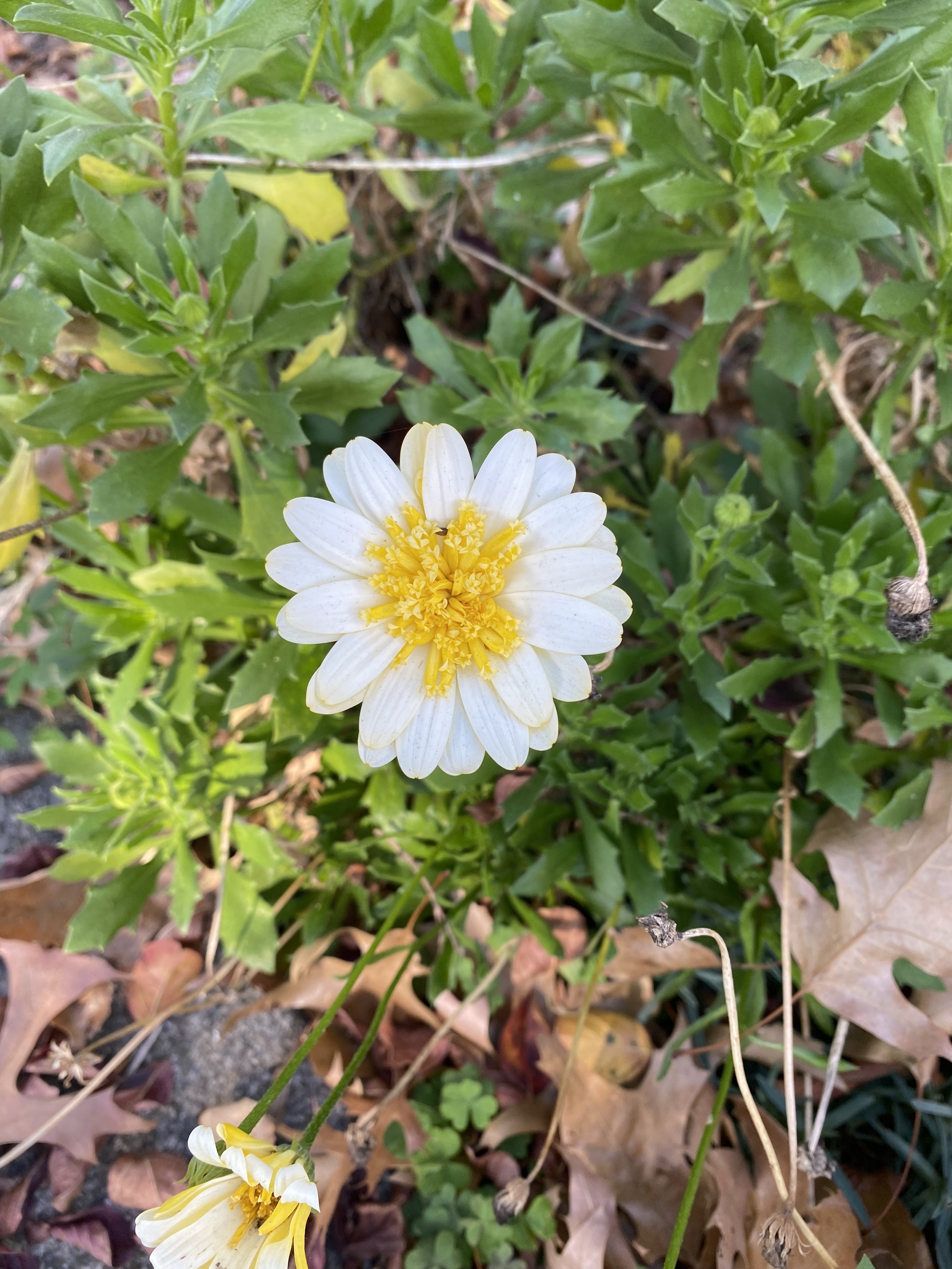 Short, white flower with yellow center.