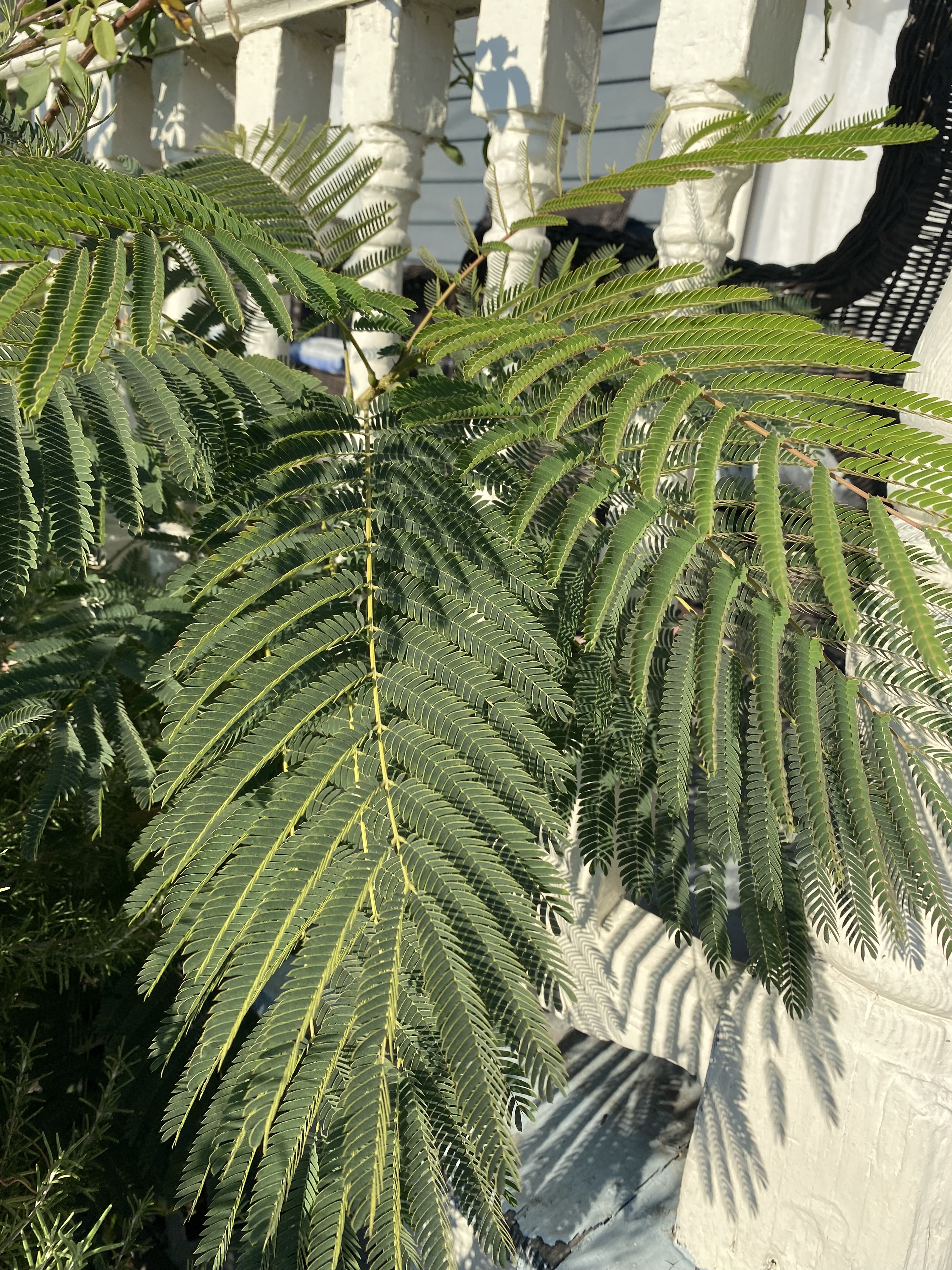 Tree with large, feathery leaves grows in front of a front porch.