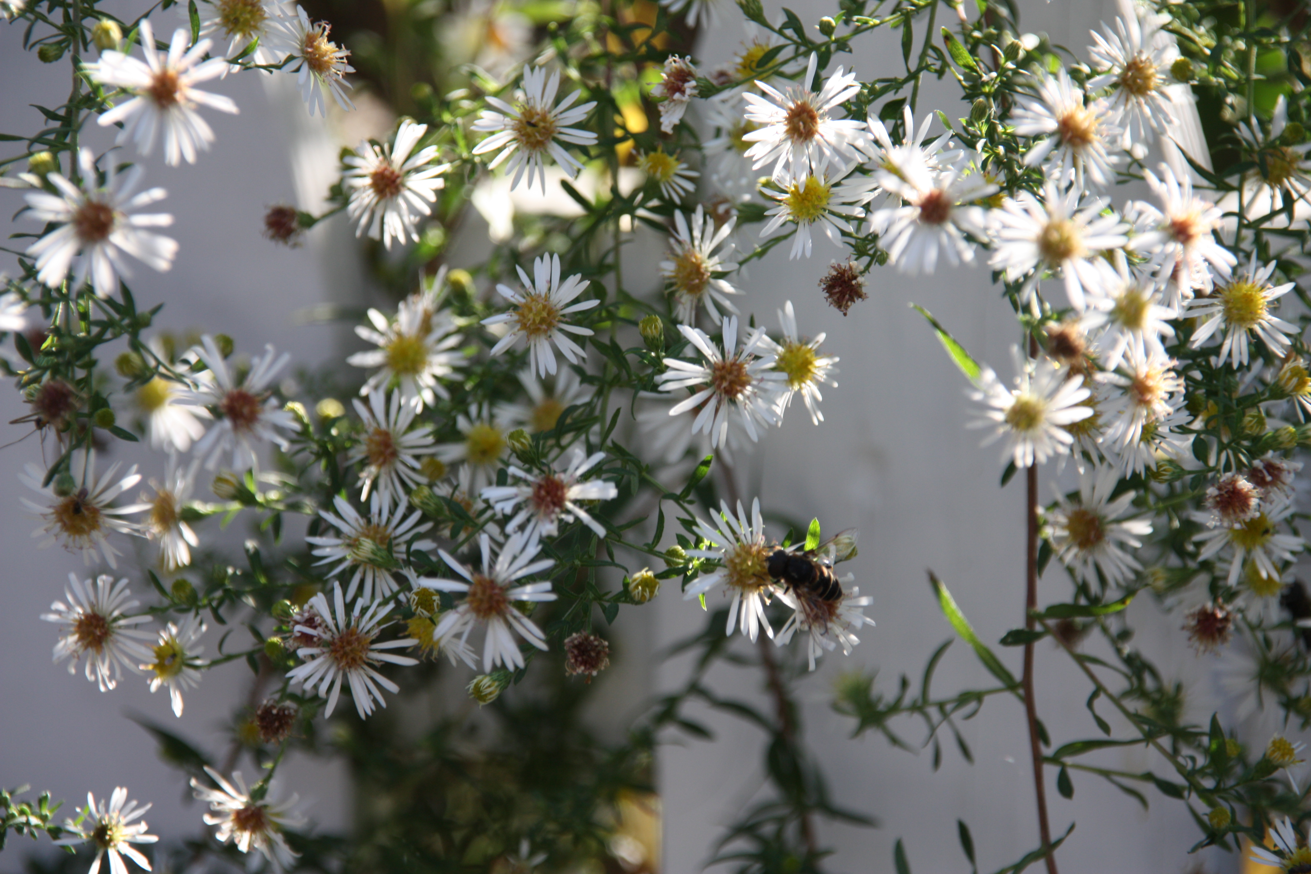 Small, white daisy-like flowers.