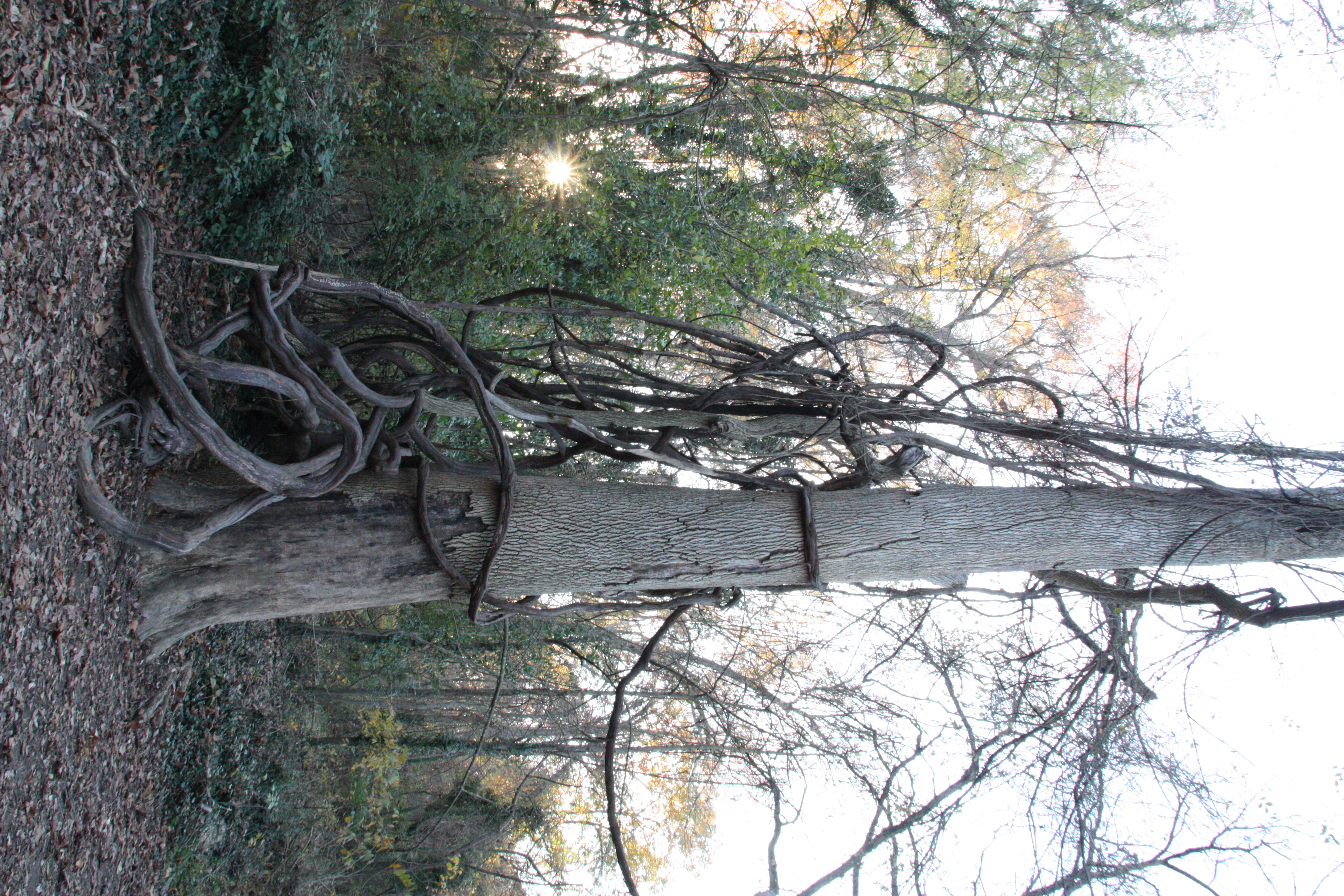 Tree with large, twisted branch-like vines wrapped around it.